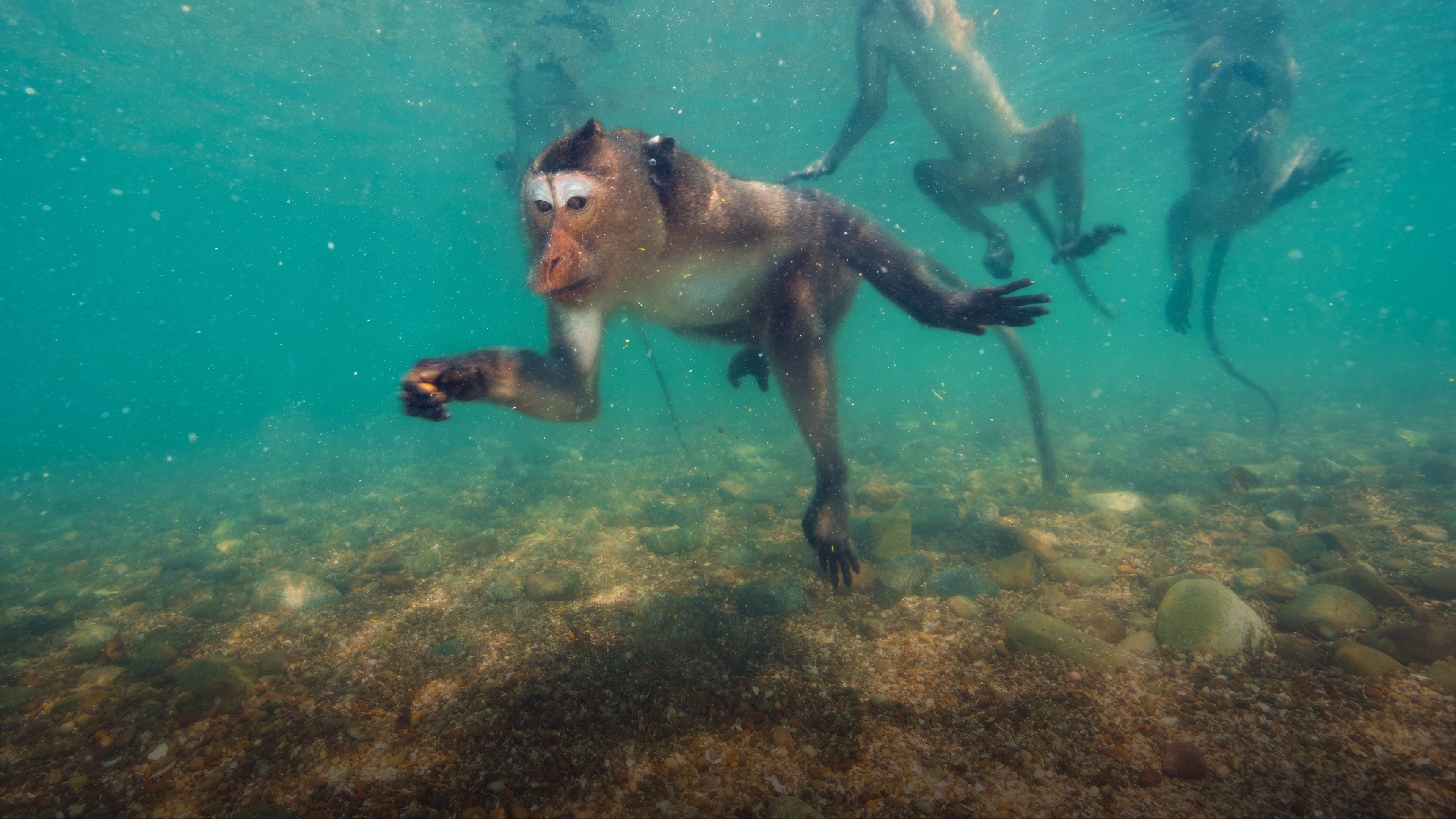 Thailands dykande apor