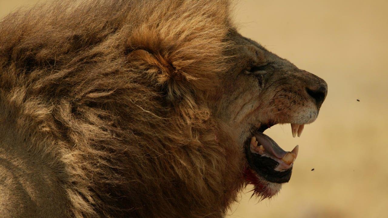 Skoningslösa fiender (avslöjade)