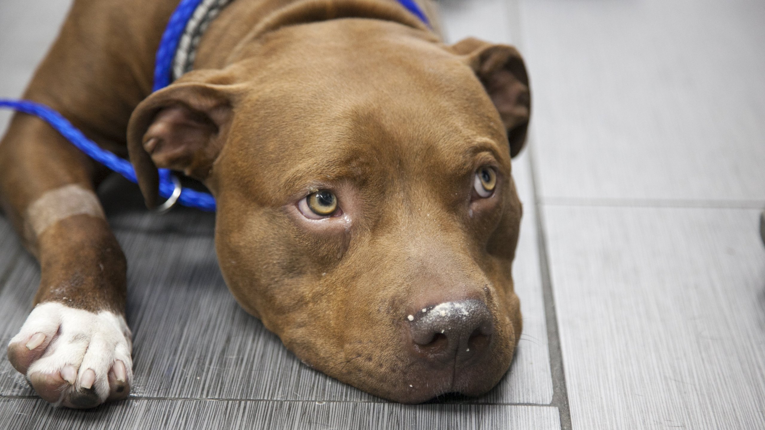 20. A Brave Pit Bull