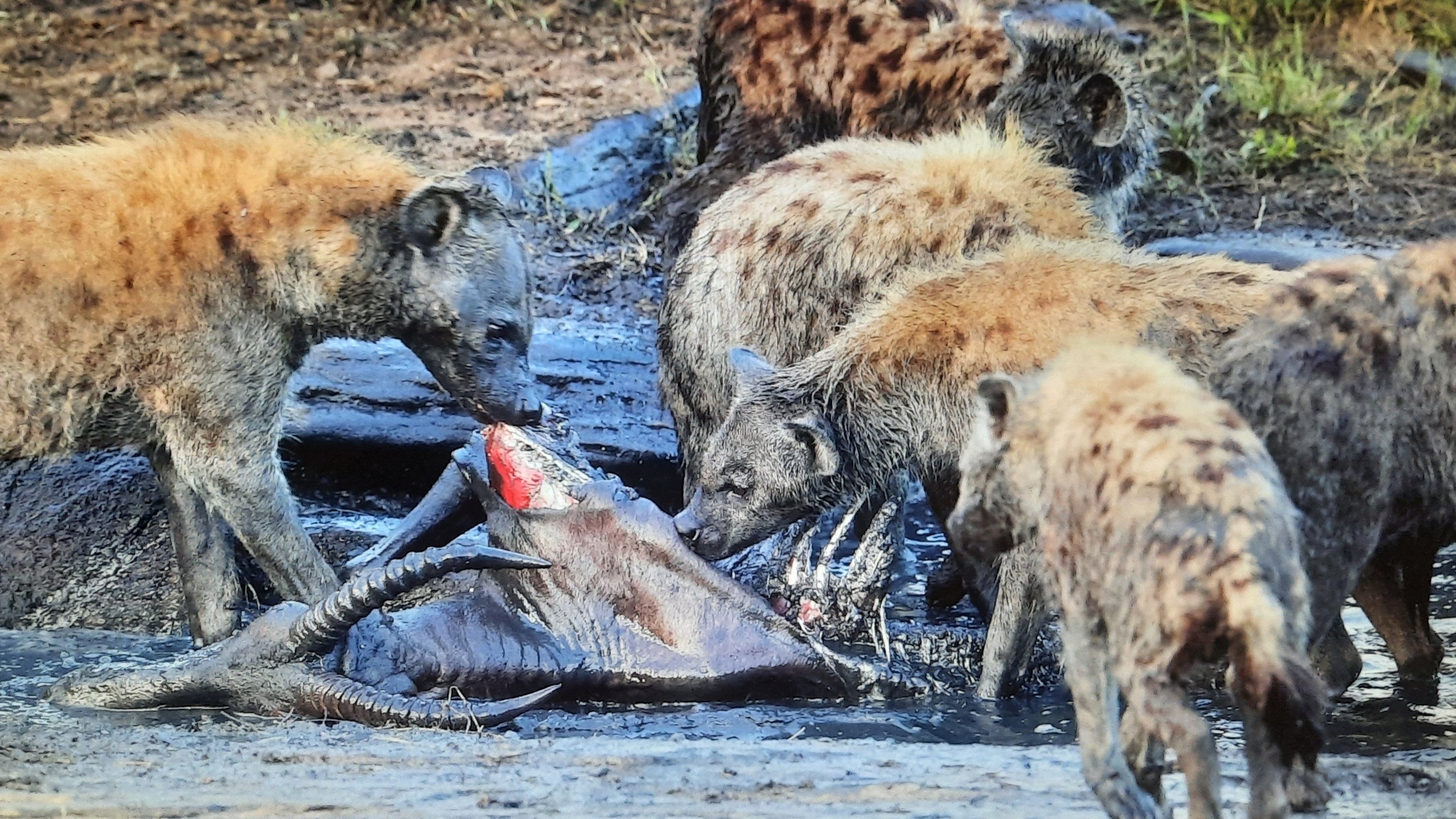 4. Vilda hundar, ogästvänligt territorium