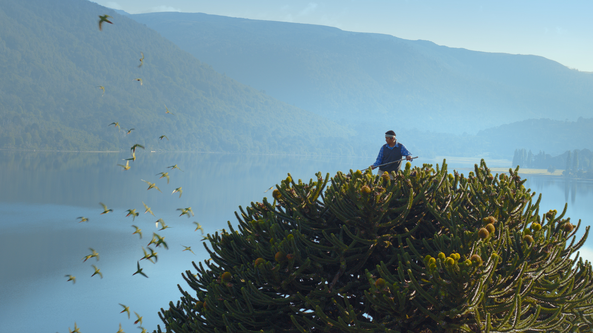 2. Forests
