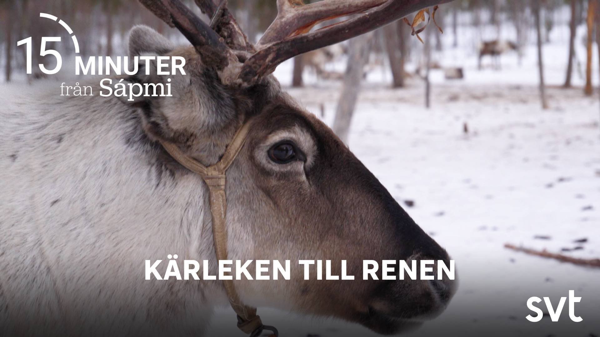 Kärleken till renen