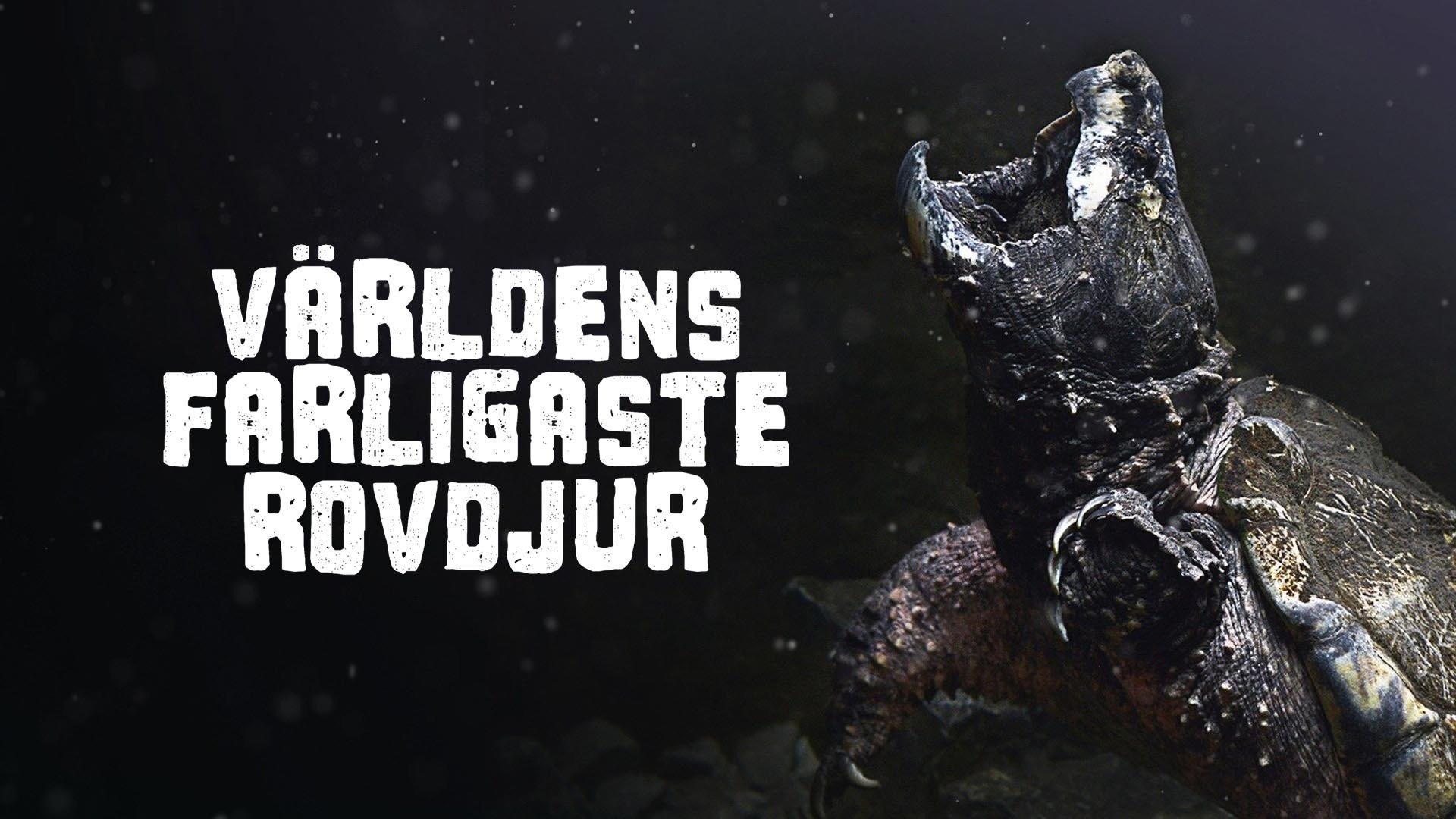 Världens farligaste rovdjur