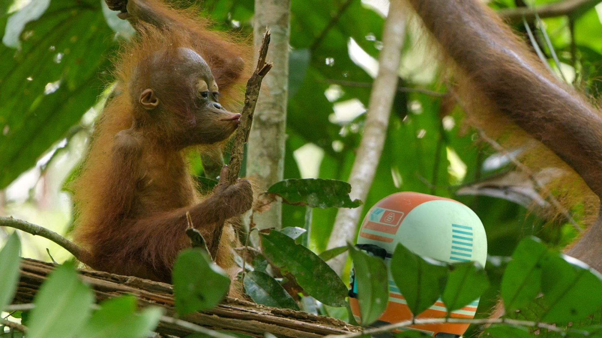 6. Andy och orangutangerna