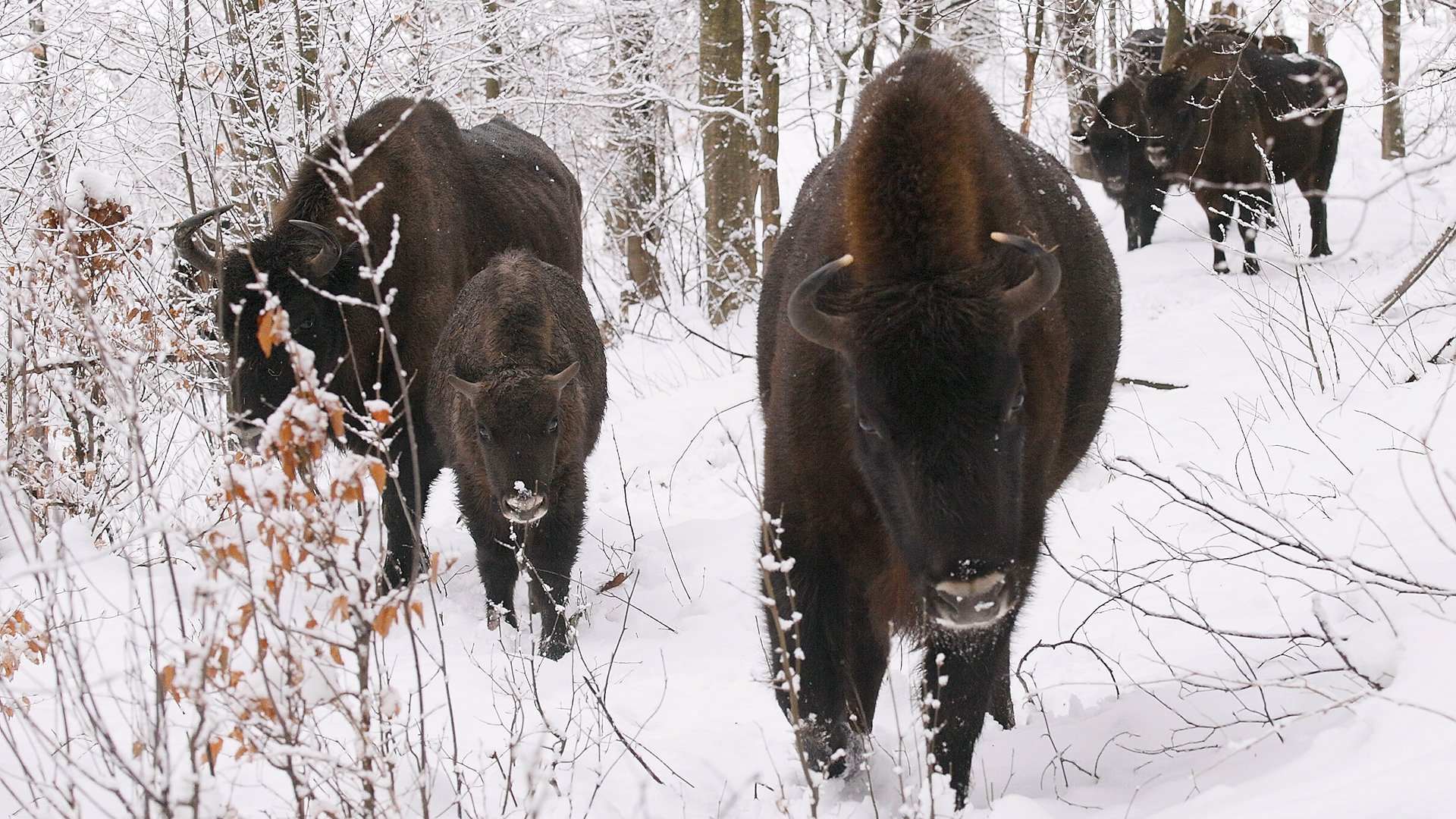 4. Vinter