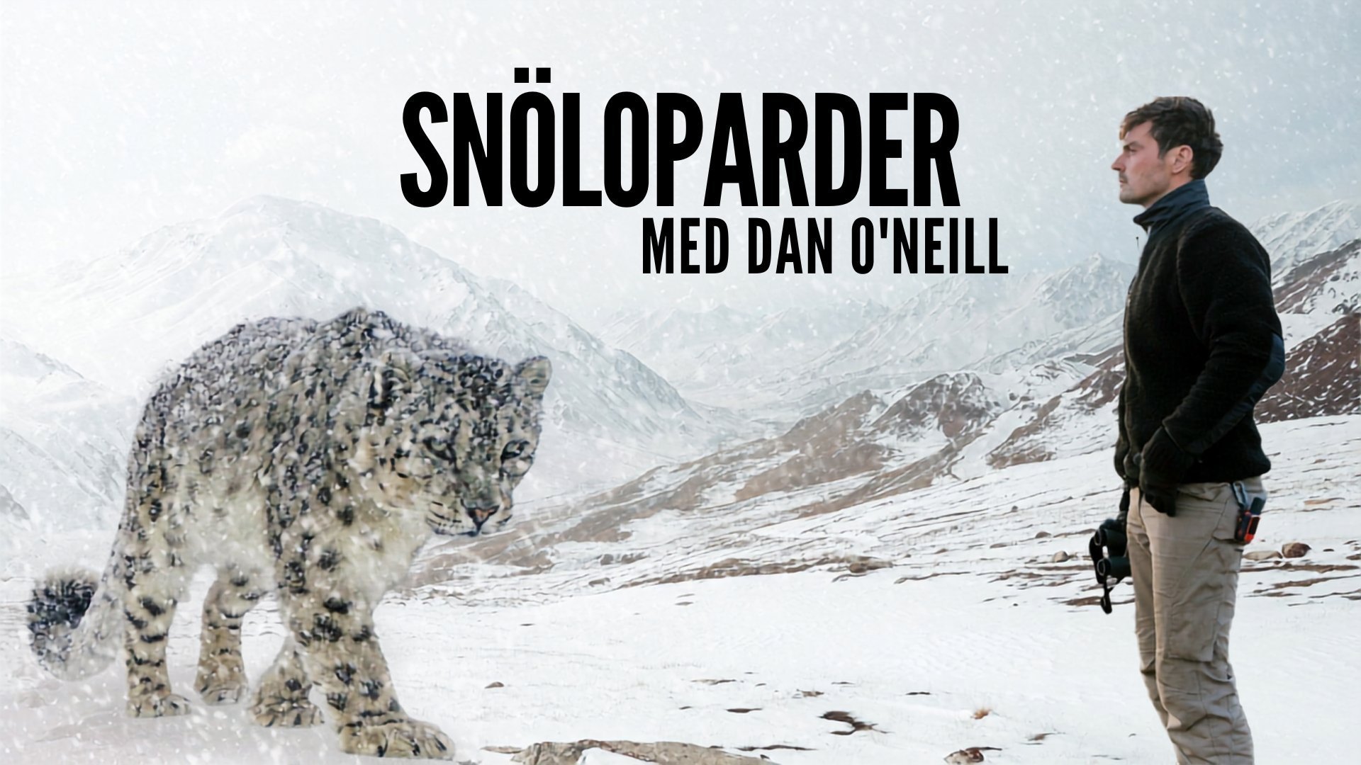 Snöloparder med Dan O'Neill