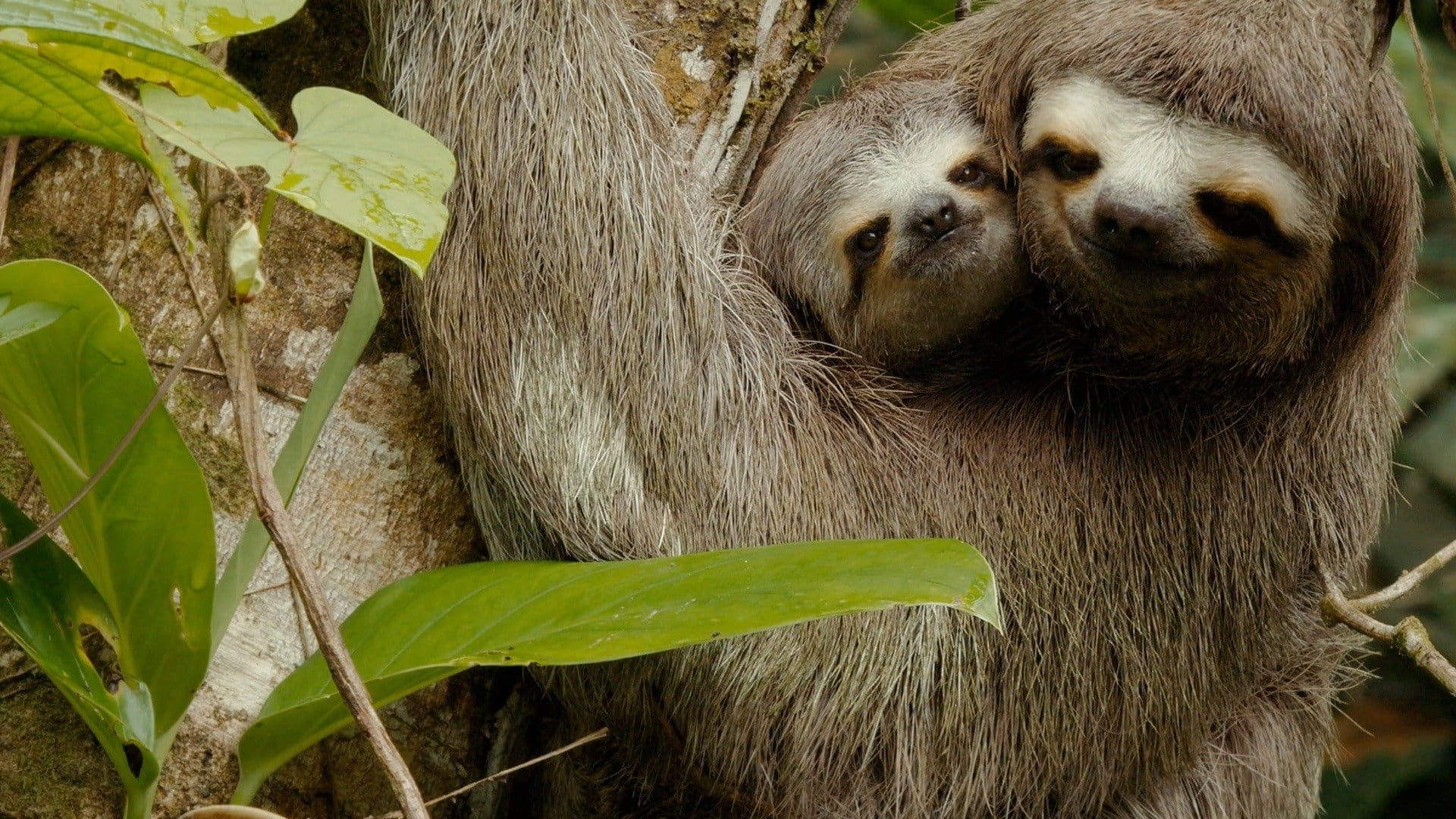 Världens natur: Colombia