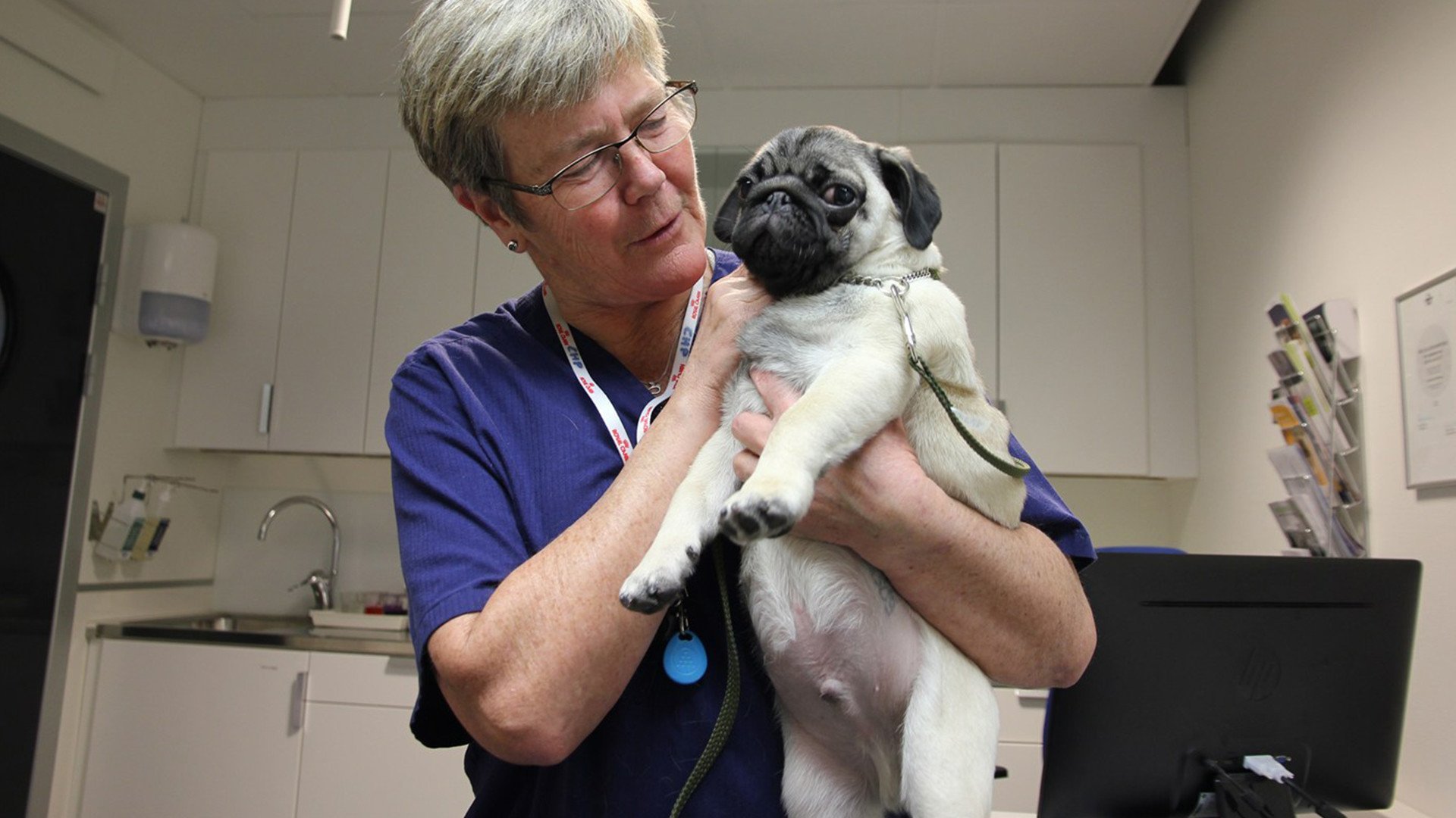 Veterinärerna