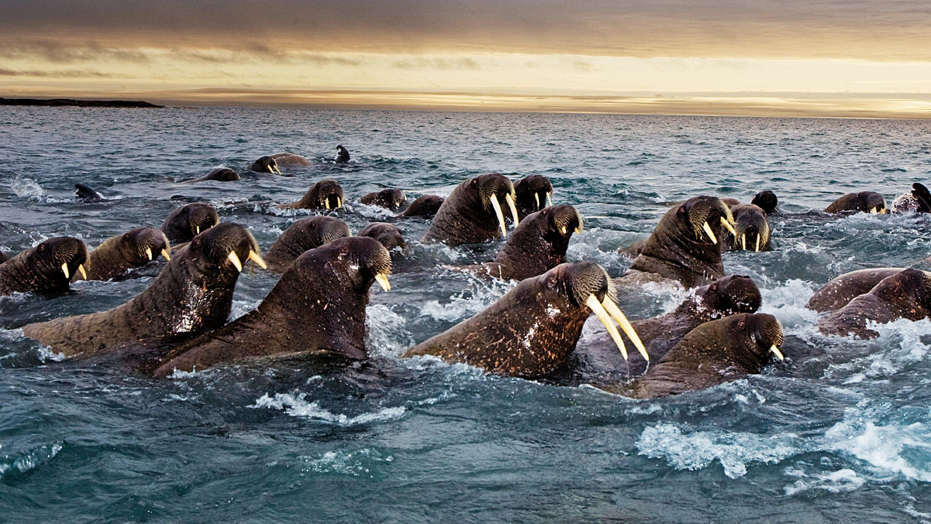 Great Migrations