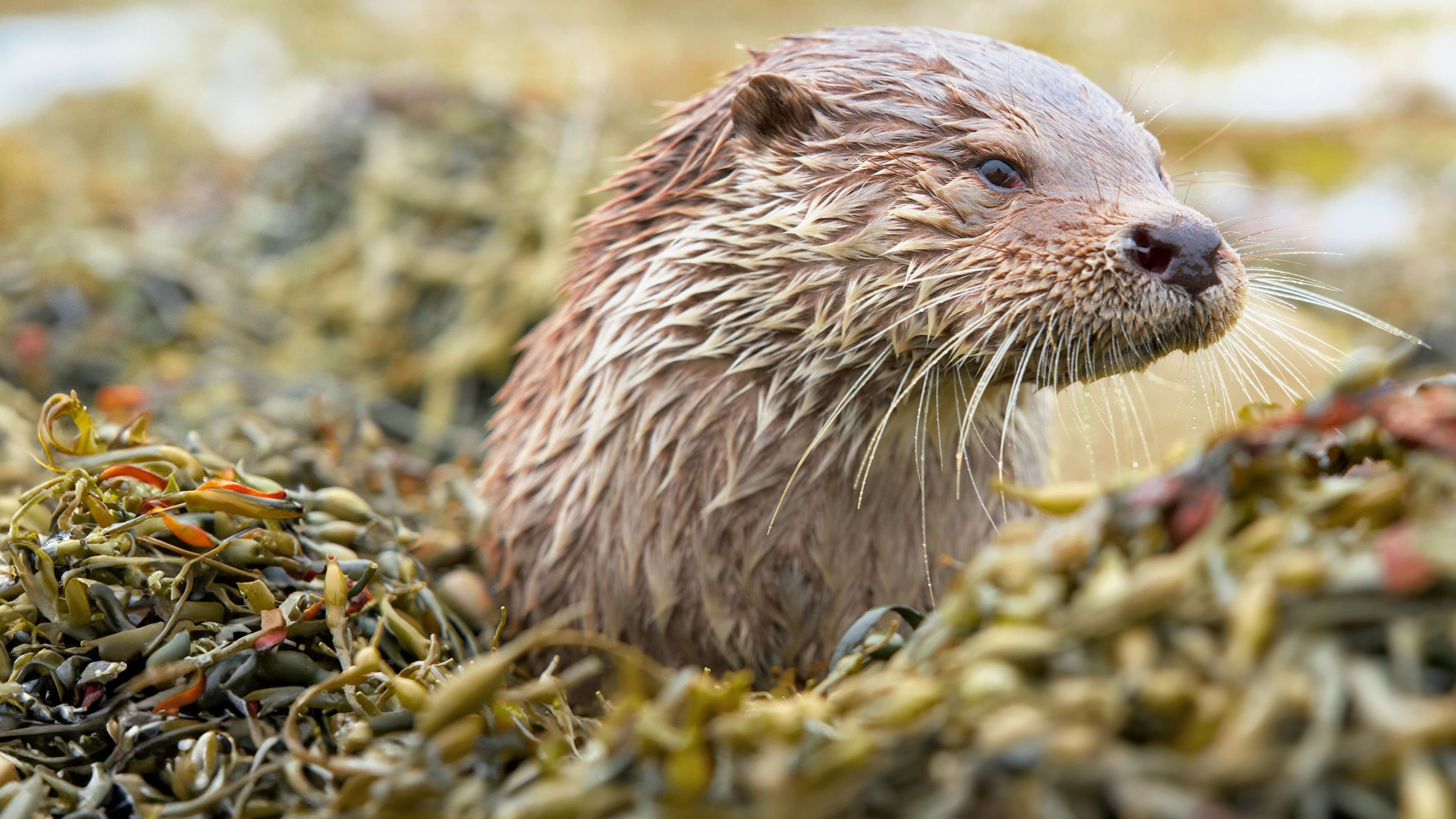 Billy & Molly: An Otter Love Story