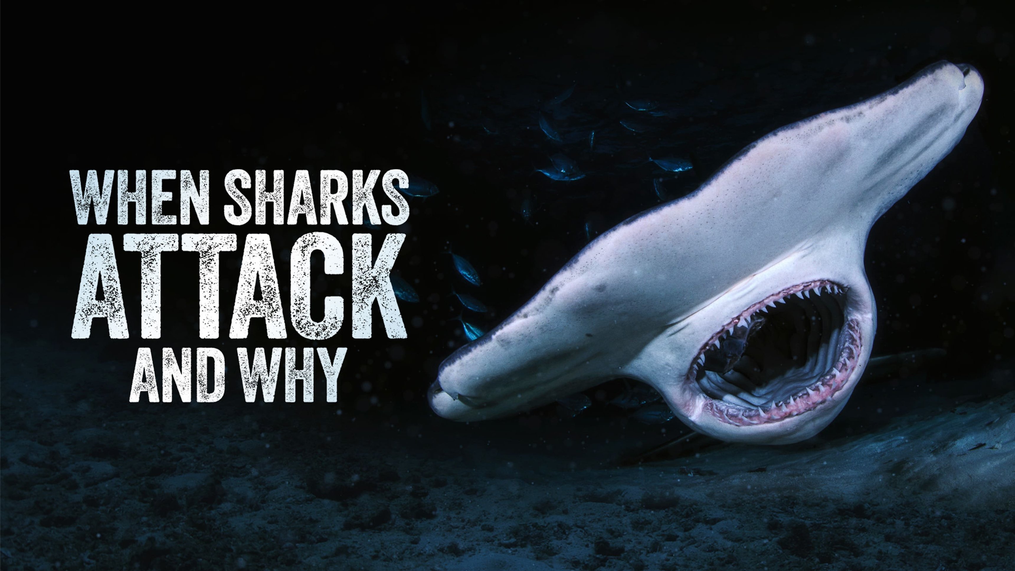 When Sharks Attack... And Why