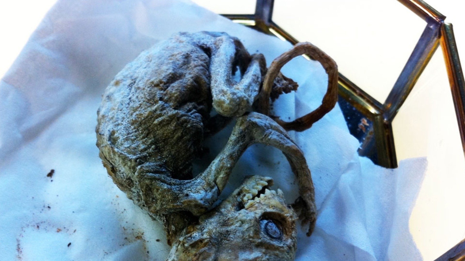 7. Utomjordisk babyfabrik