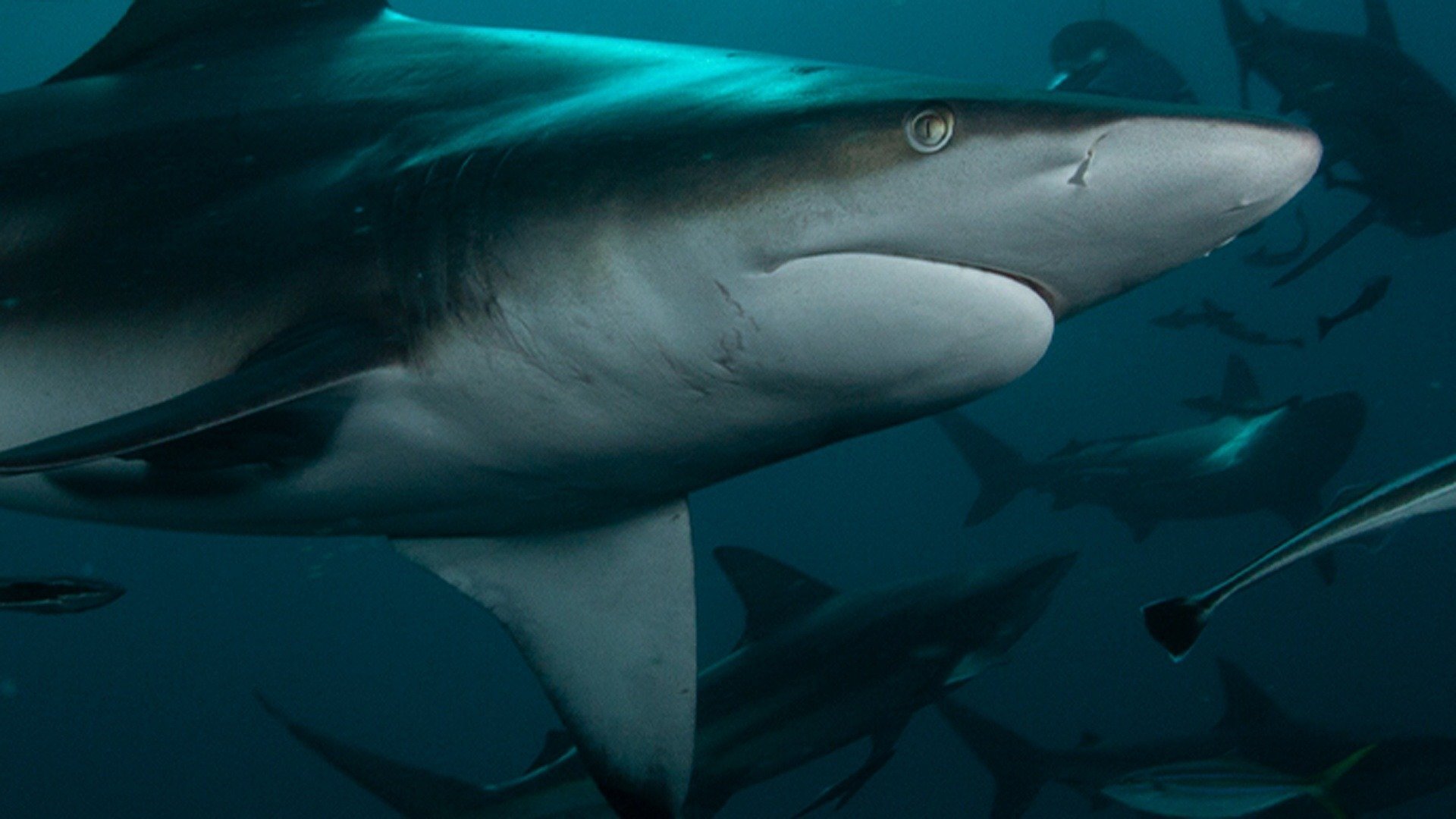 1. Det ultimata rovdjuret