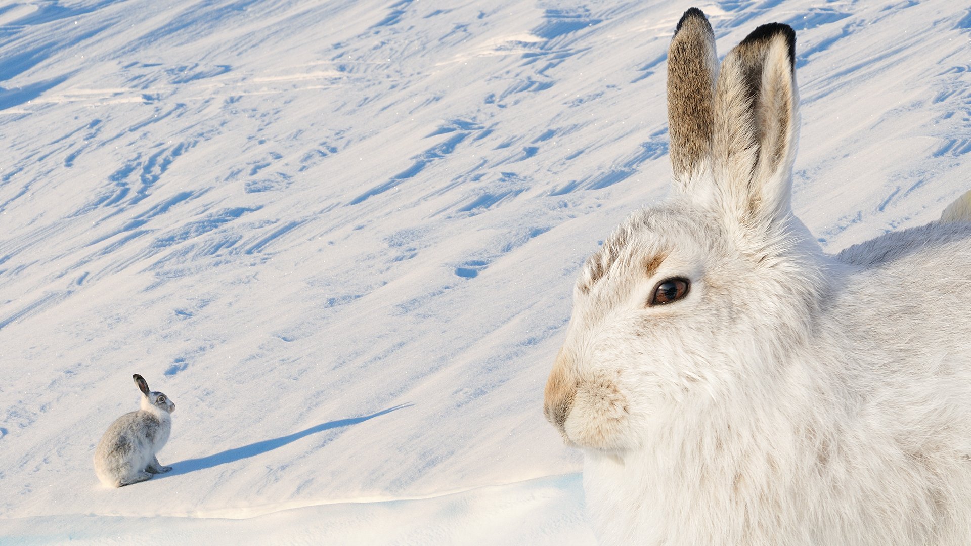 Skottland: den nya vildmarken