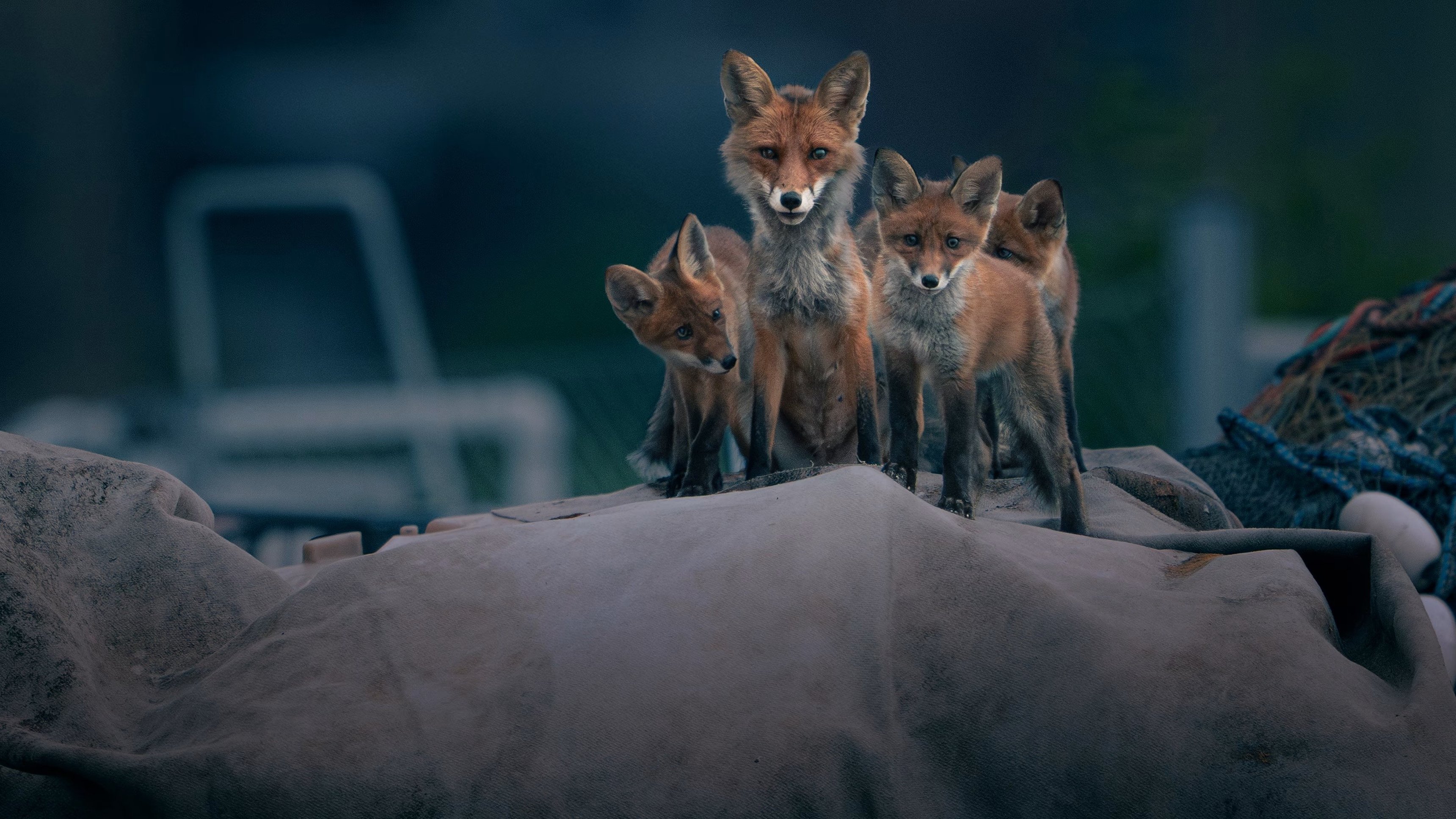 Den dunkla naturen