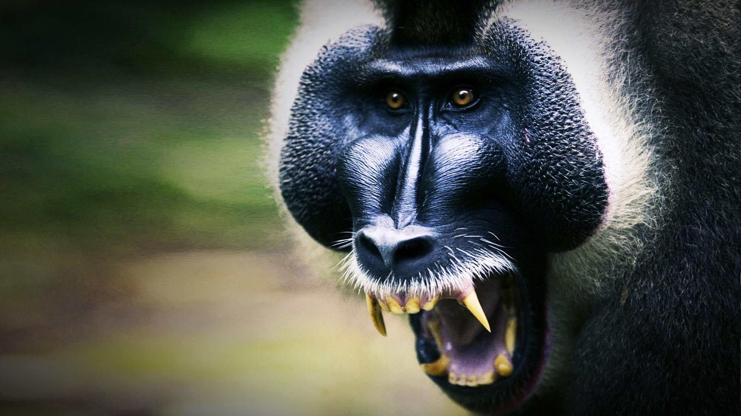 3. Afrikas konstigaste djur