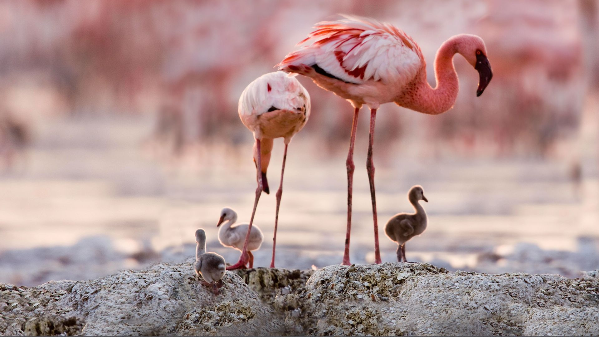 Den röda vingen: Flamingons gåtfulla liv