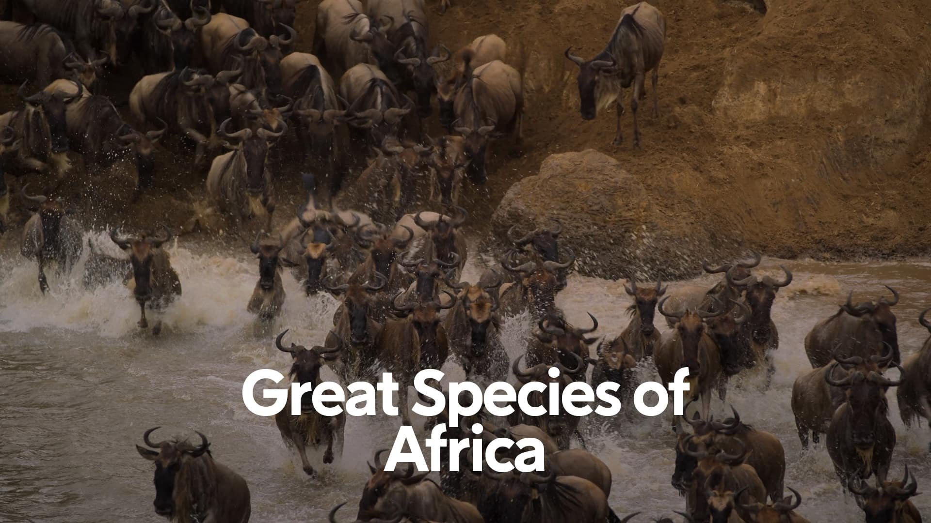 Afrikas fantastiska djurarter