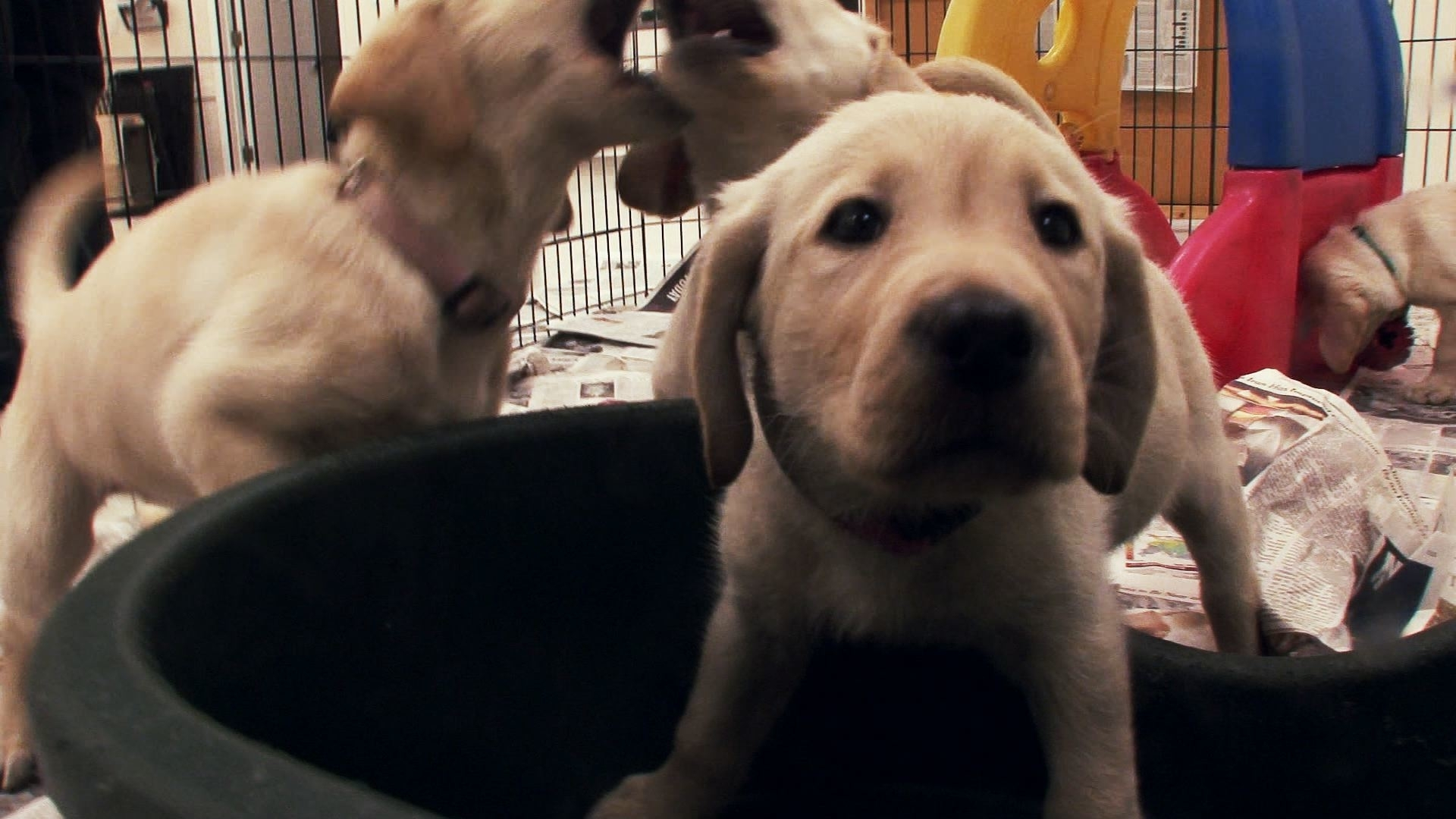 2. Best Family Dogs