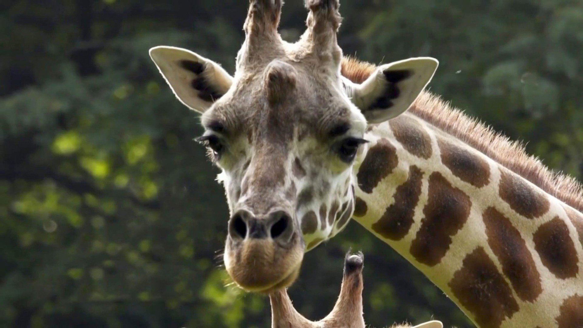 11. Giraffe In The City