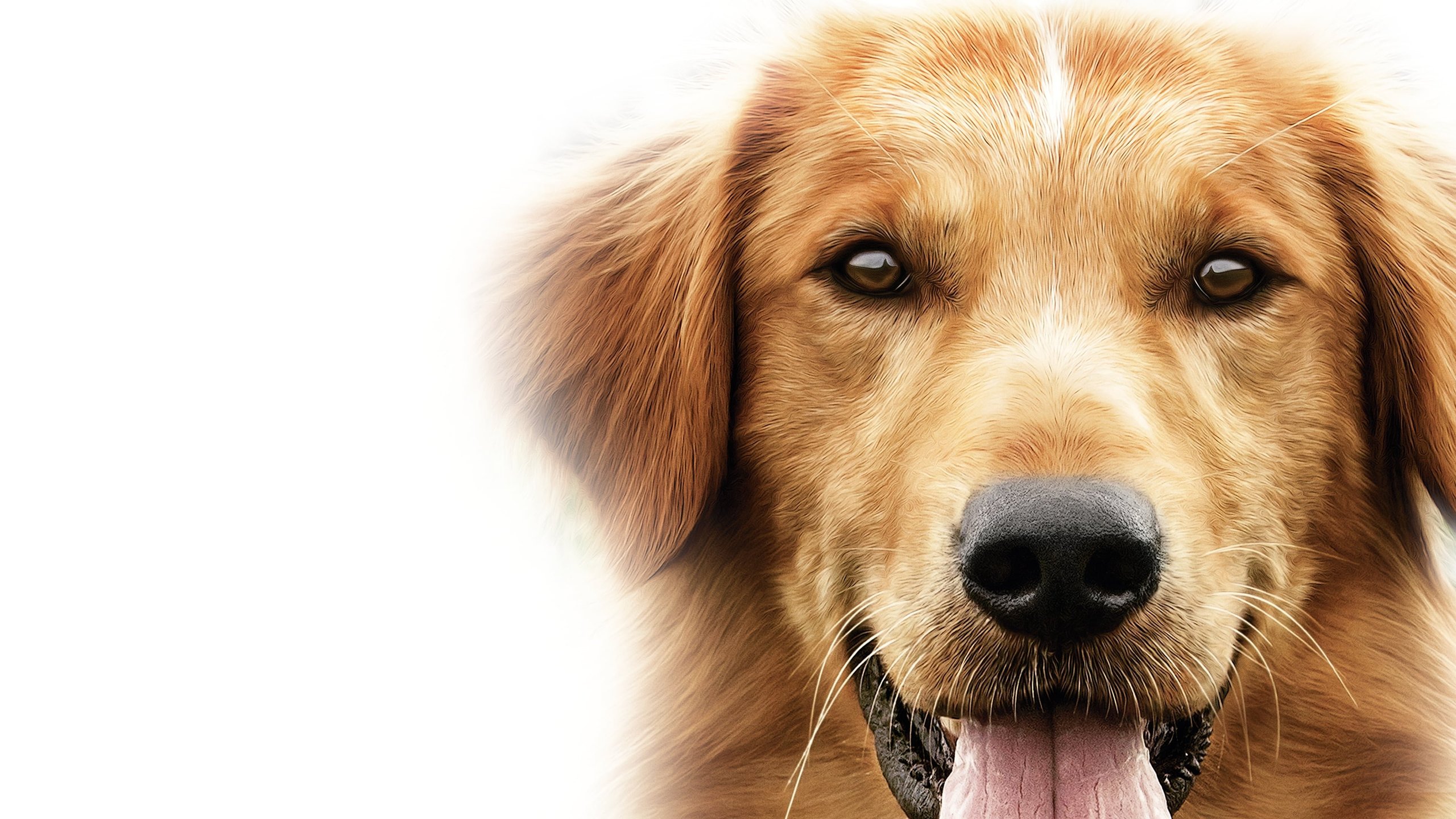 A Dog's Purpose