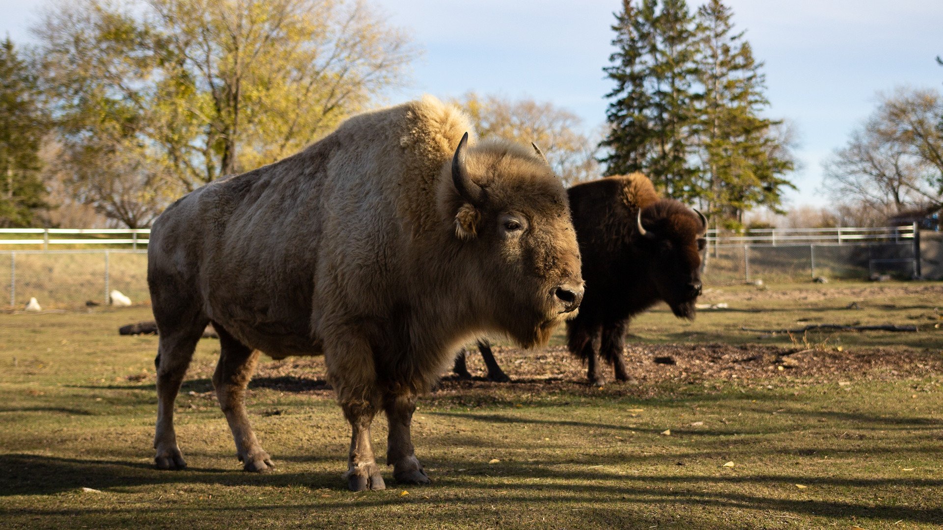 3. Tandvalsärr, en sprucken näbb och trasiga isbjörnständer