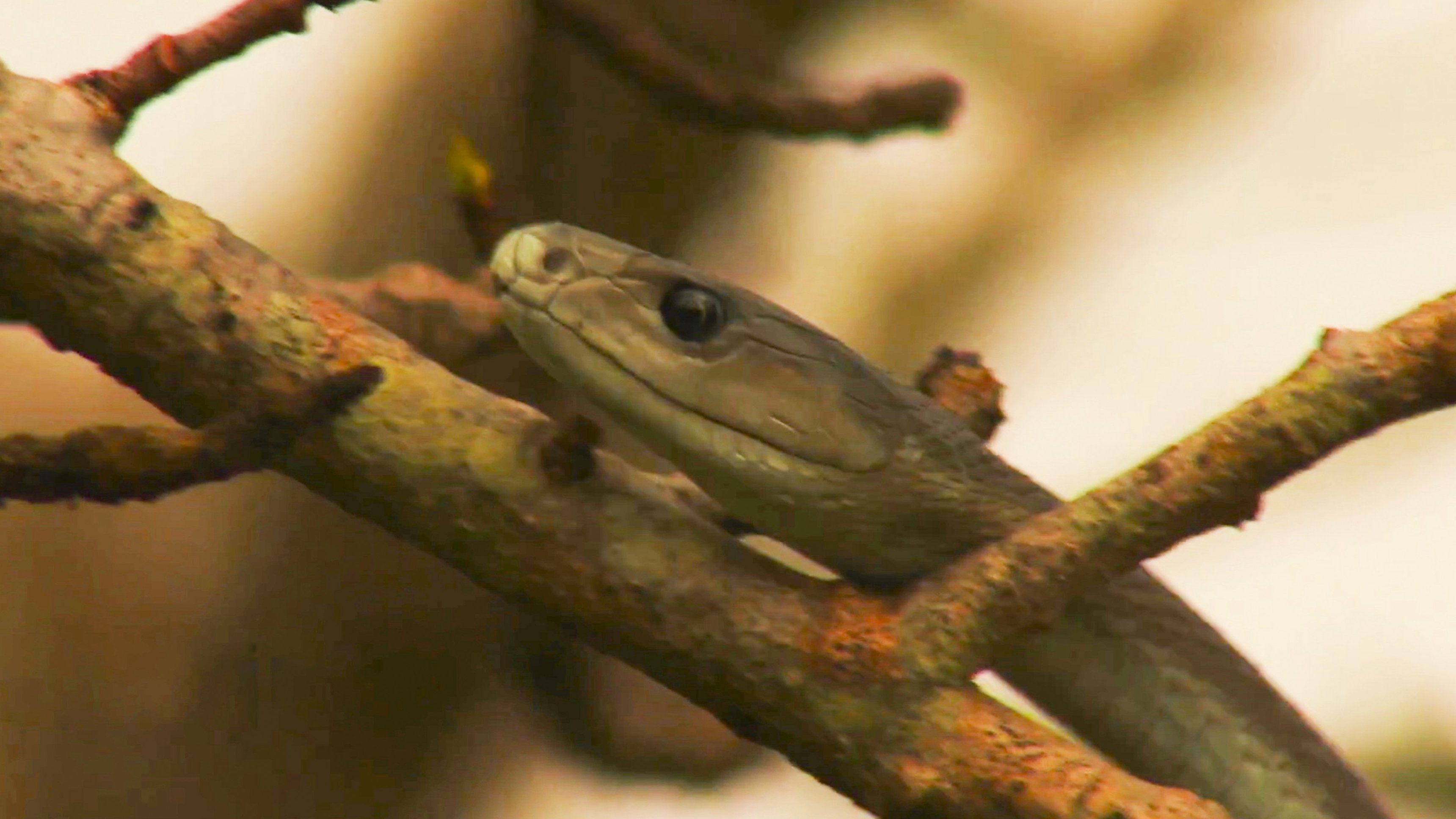 3. Africa’s Most Dangerous Snakes