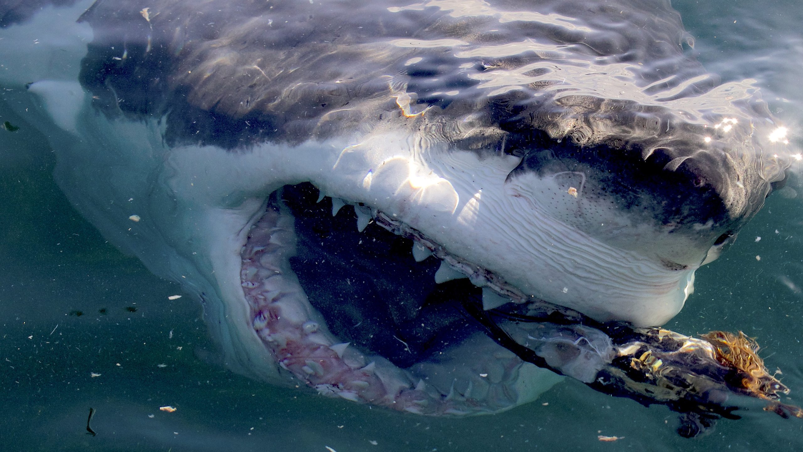 Great White Serial Killer