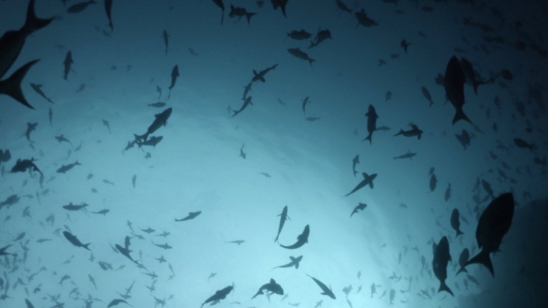 Shark Storm