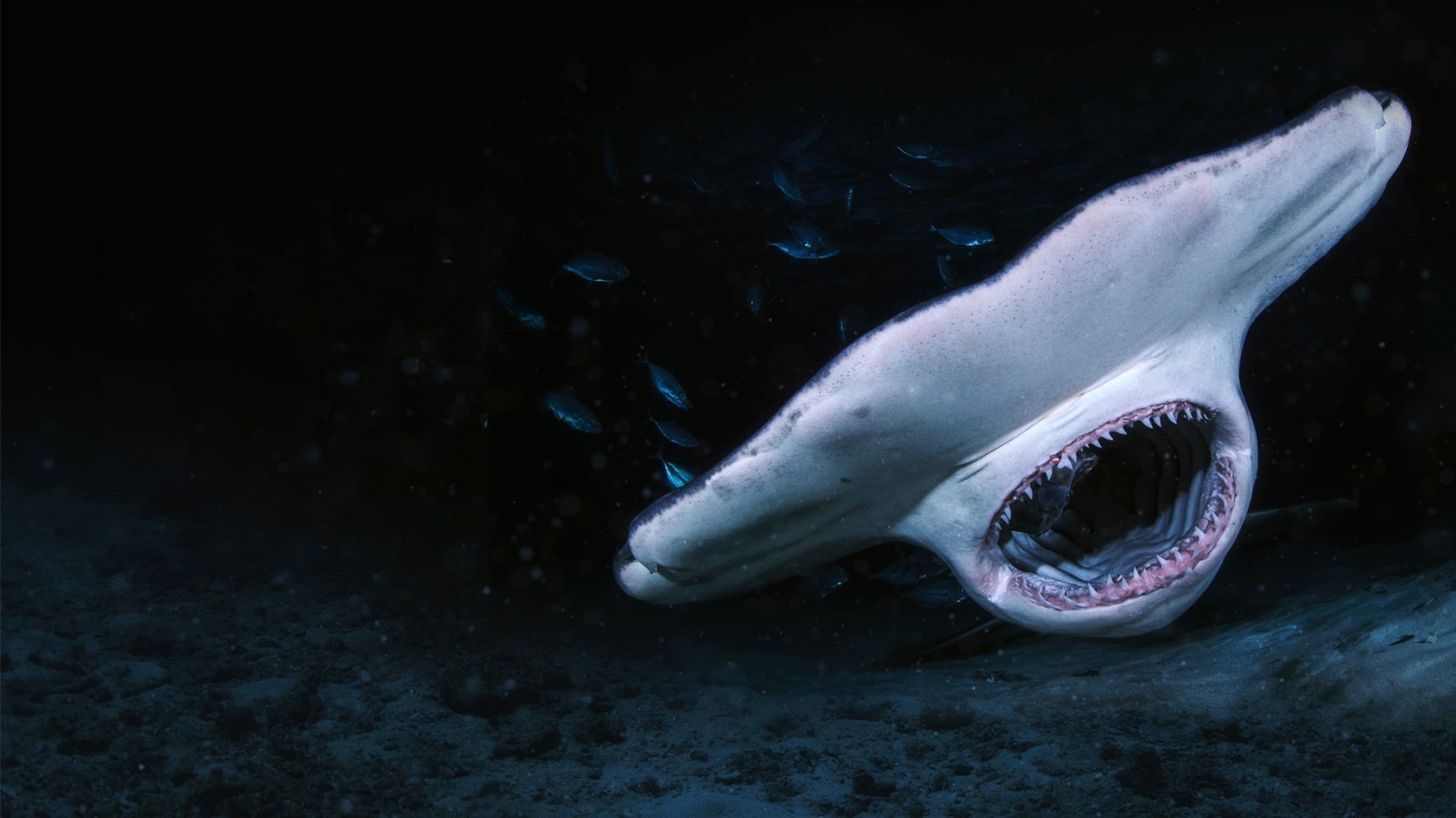 When Sharks Attack... And Why