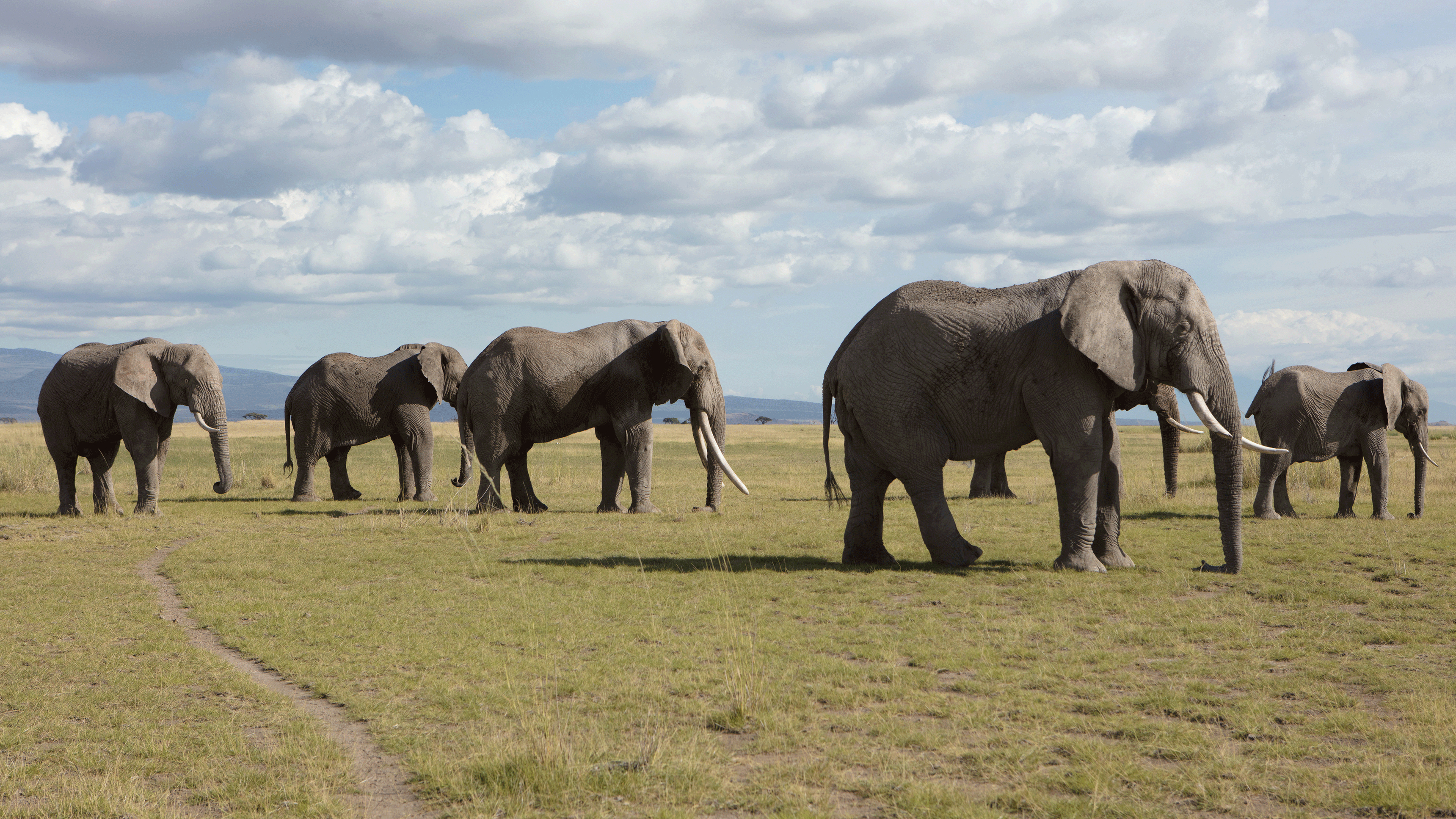 3. Grasslands