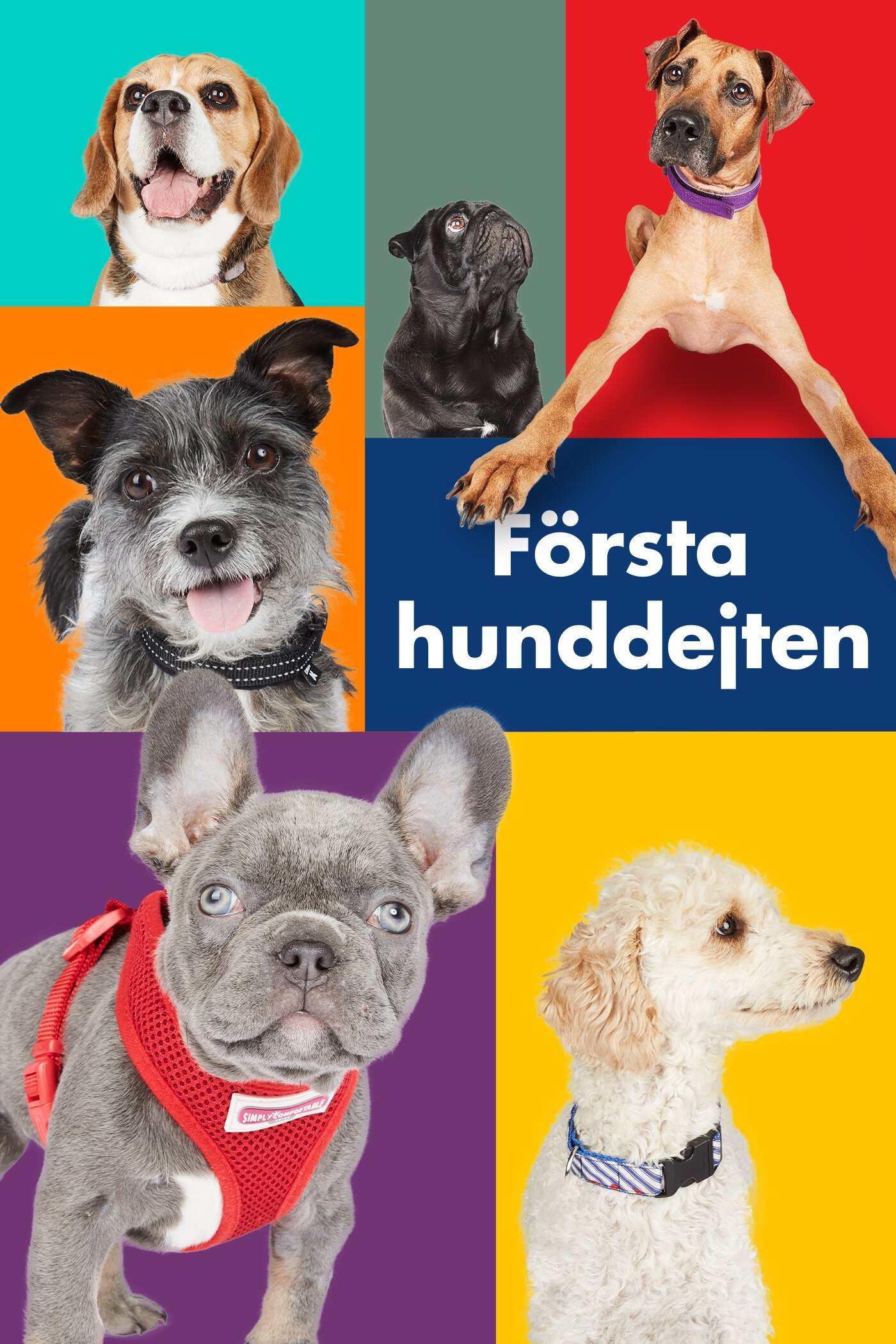 Första hunddejten