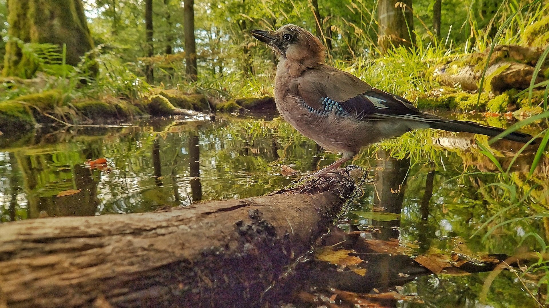 1. Skogens hemliga värld