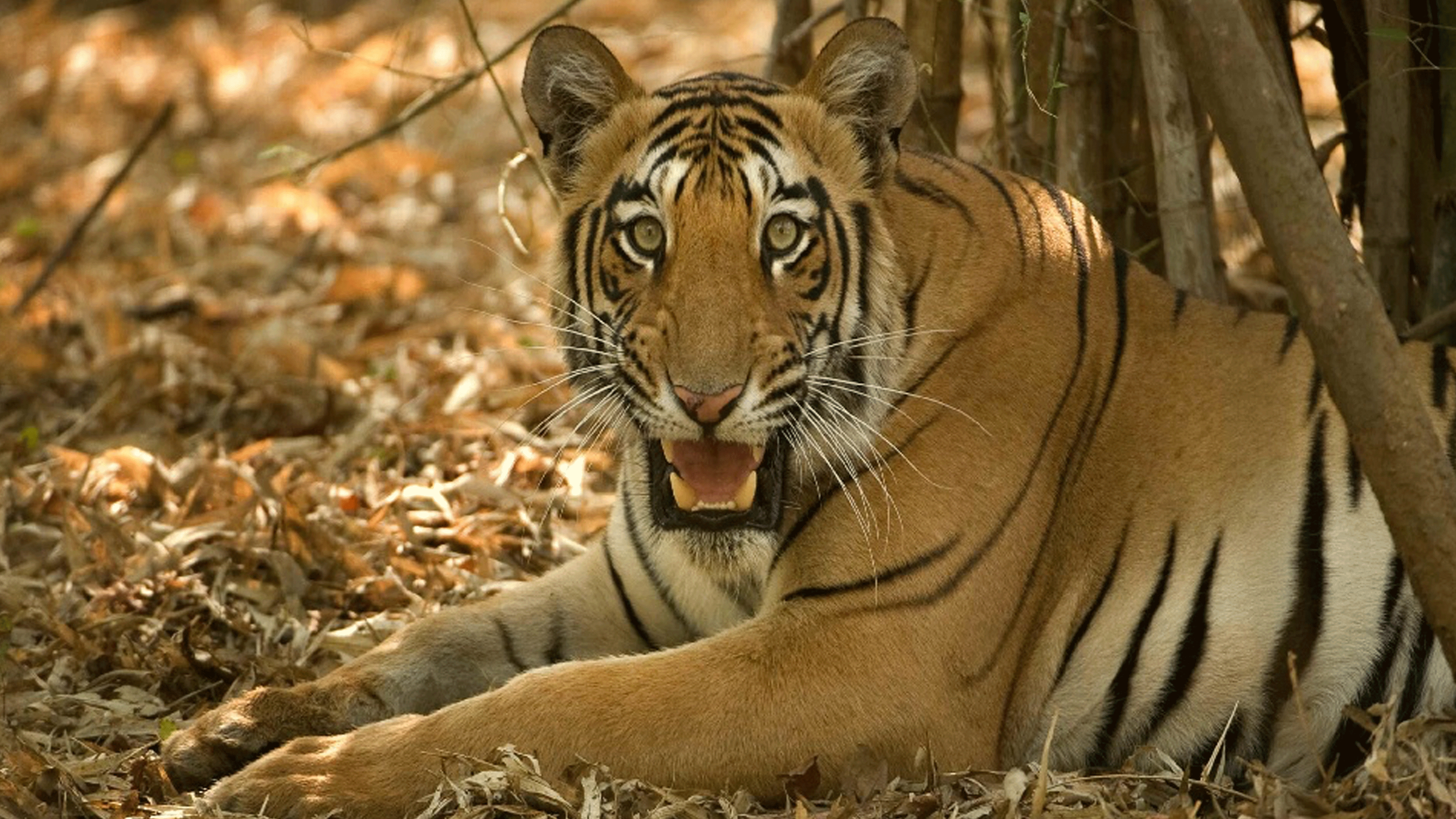 2. Tiger Jungles