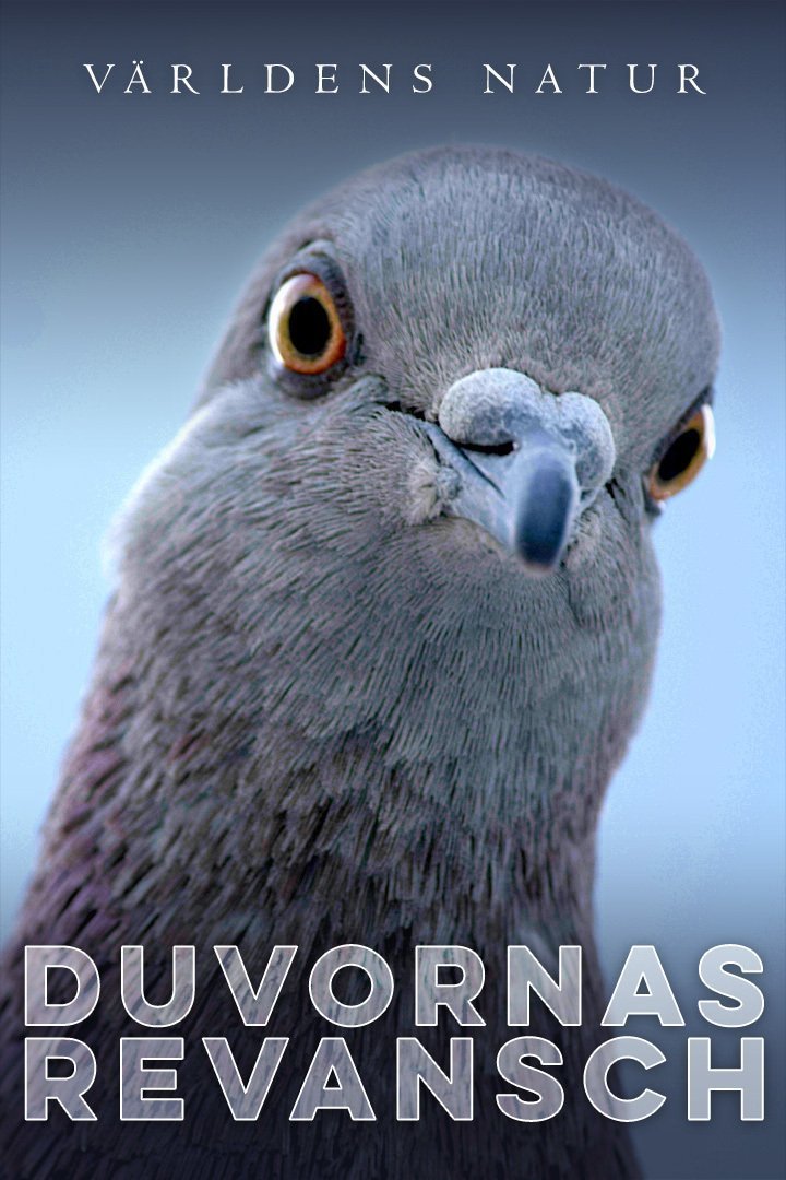 Världens natur: Duvornas revansch