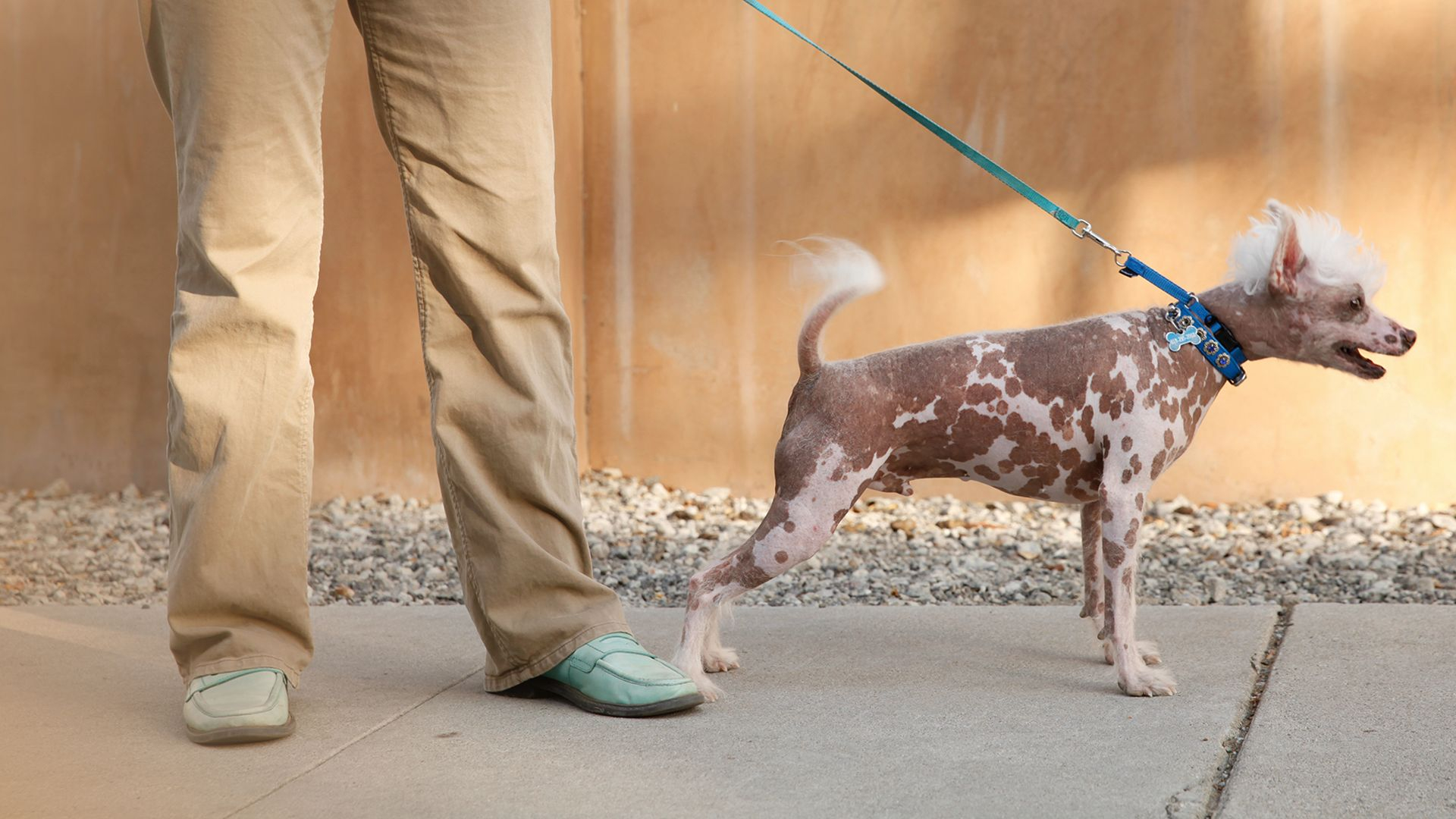 Uppdrag: Hund