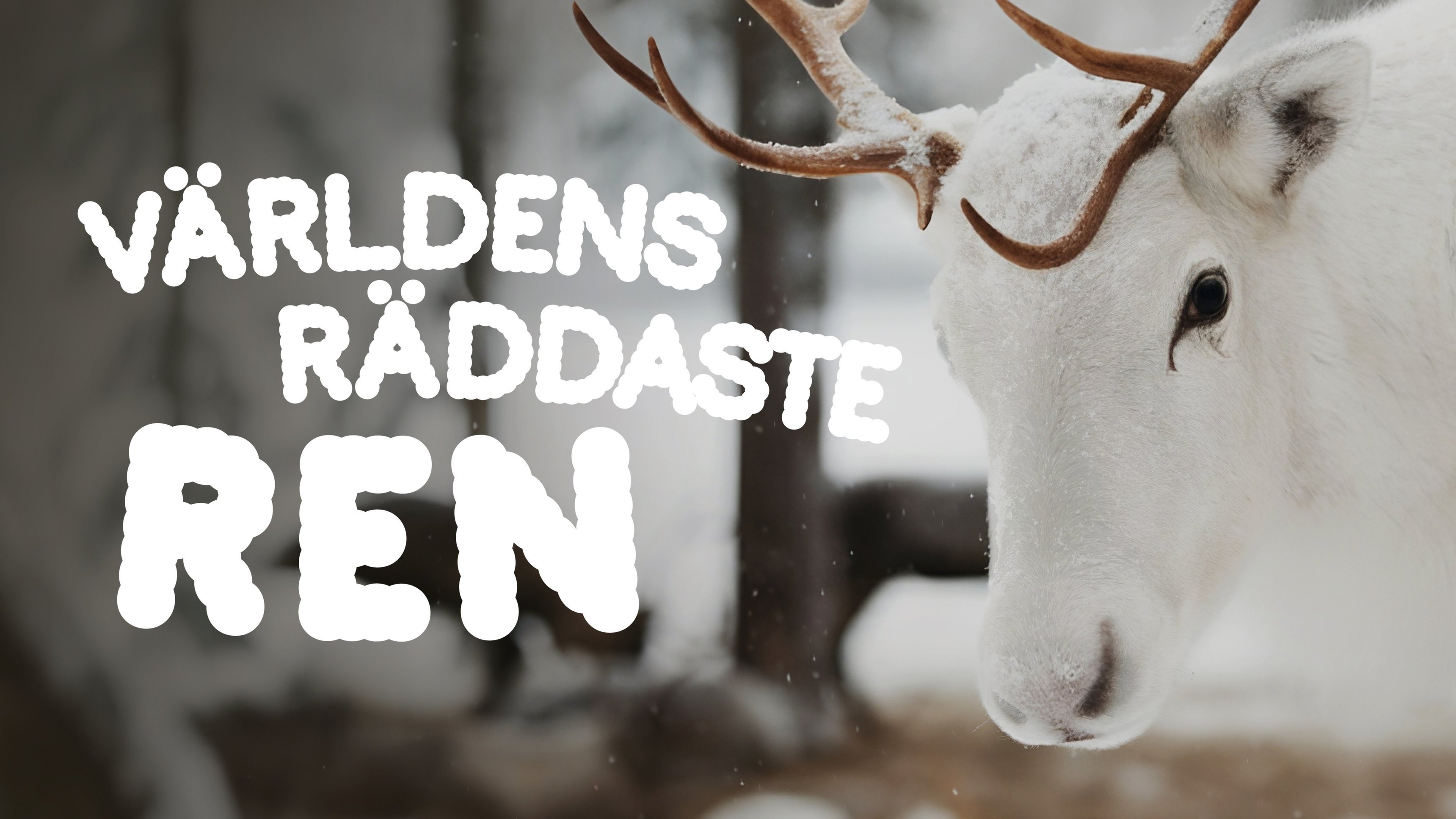 Världens räddaste ren