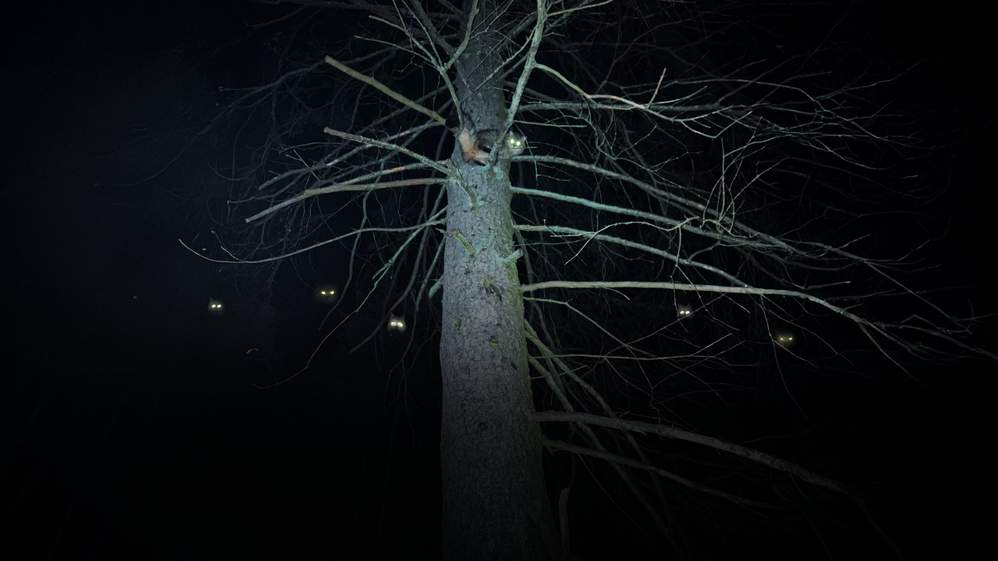 Kalla fakta: Kattfabrikerna