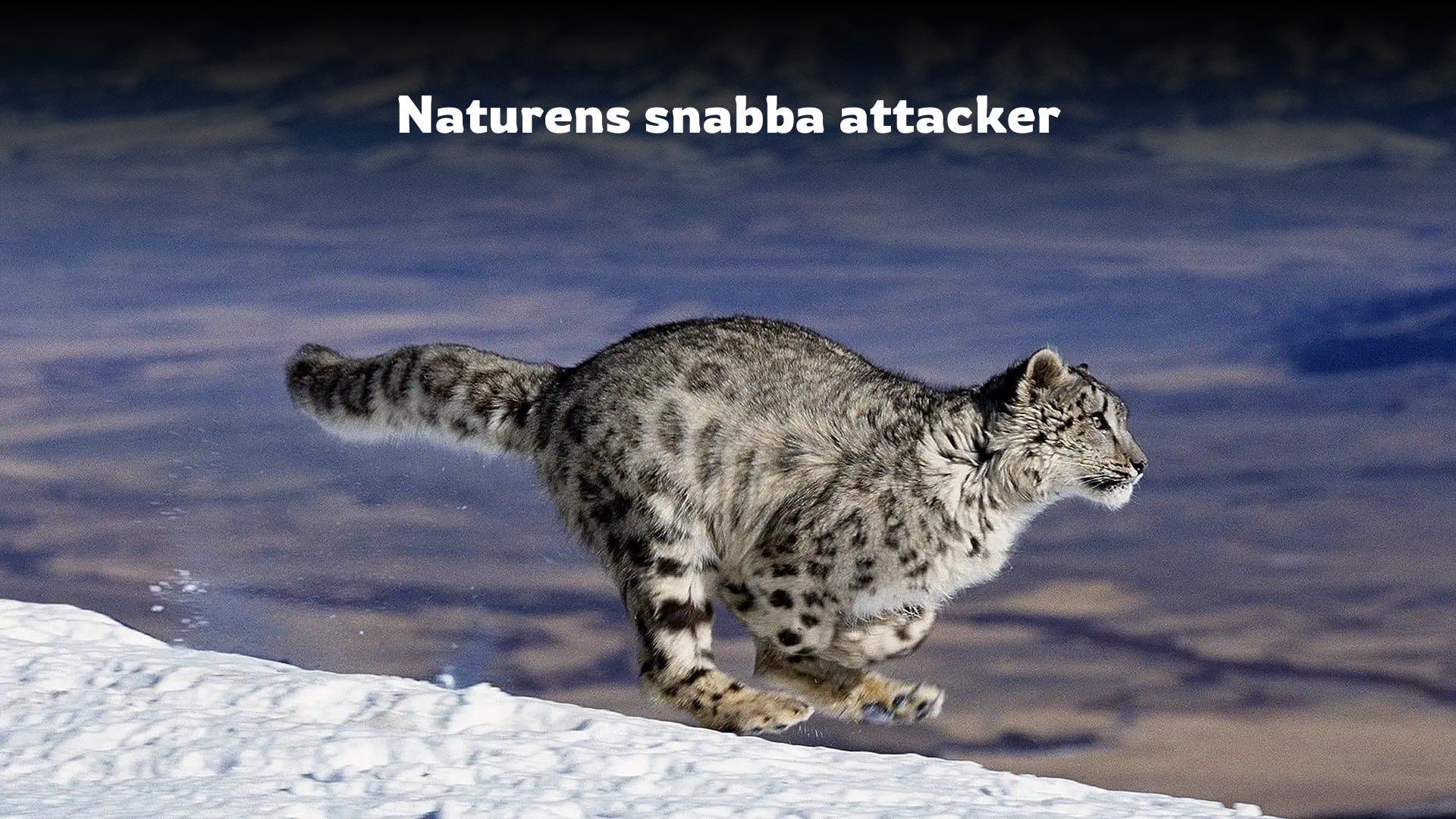 Naturens snabba attacker