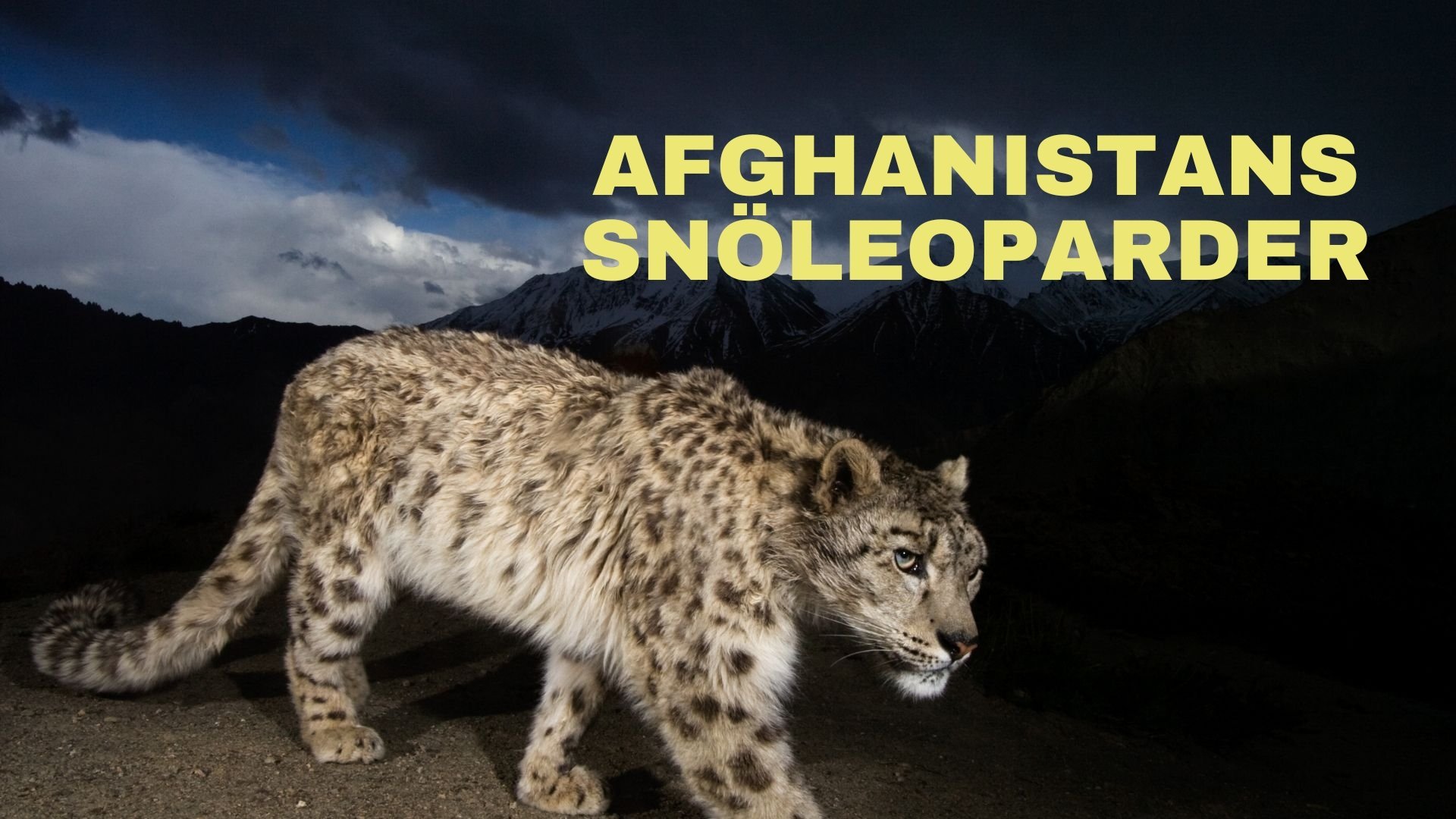 Afghanistans snöleoparder