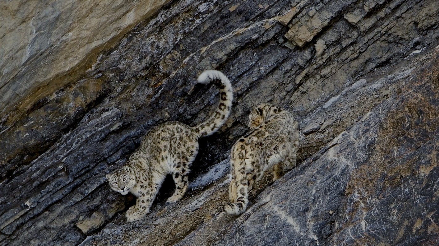 På jakt efter snöleoparder: Jagar skuggor
