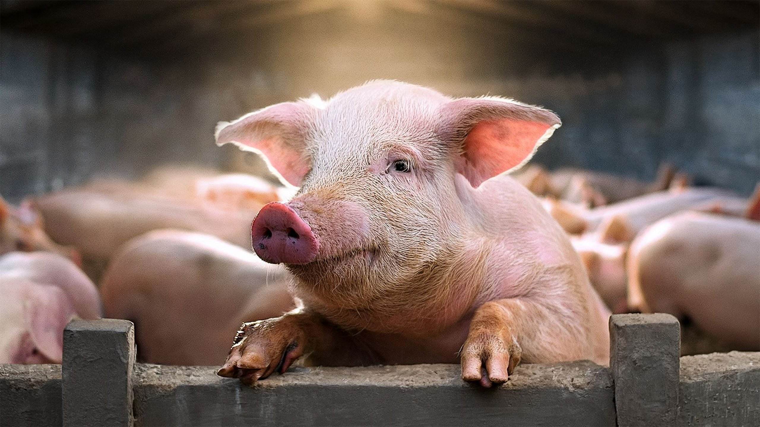 Dokument utifrån: Om grisar kunde tala