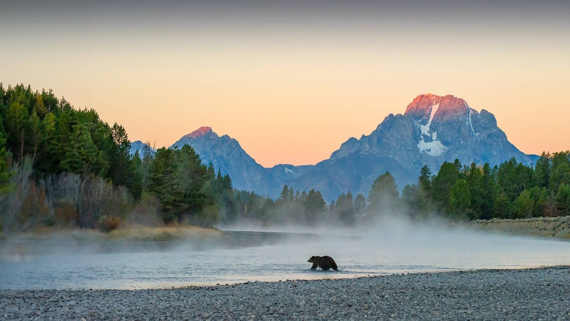 Världens natur: 399 Kändisbjörnen från Wyoming