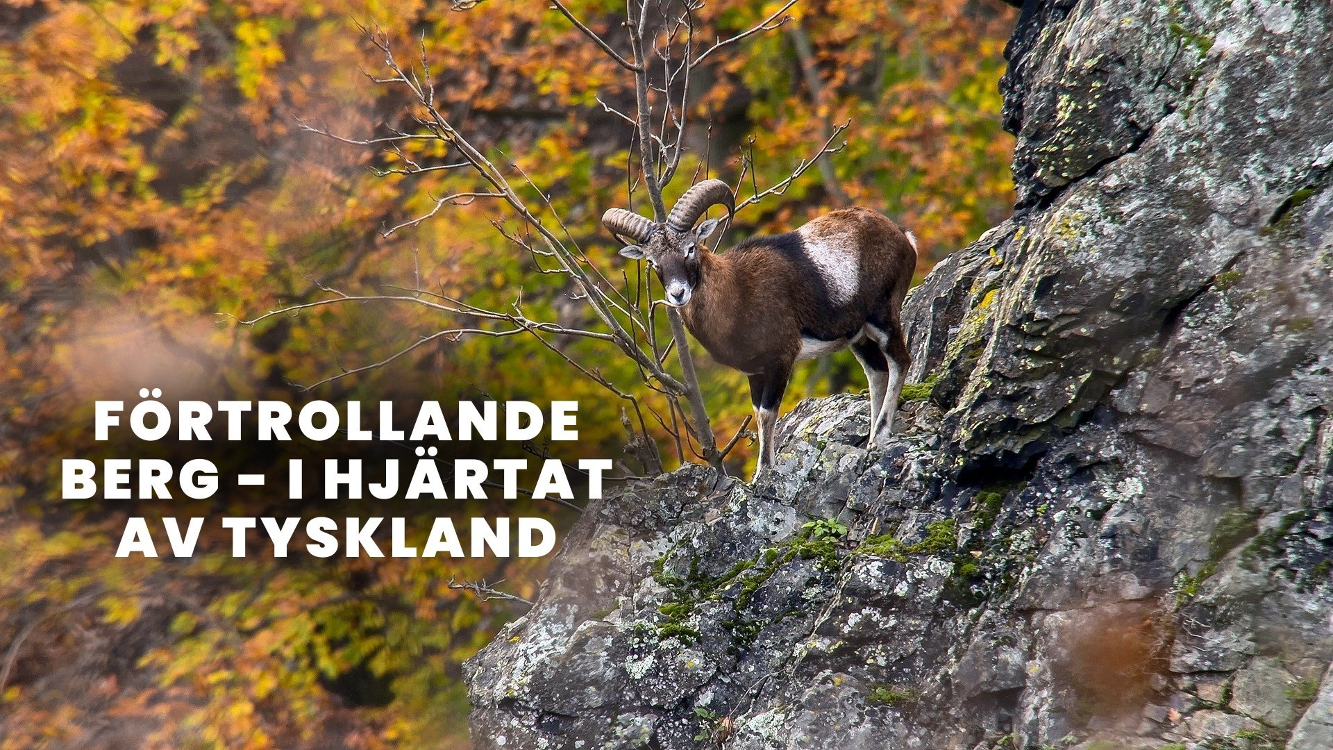 Förtrollande berg - I hjärtat av Tyskland