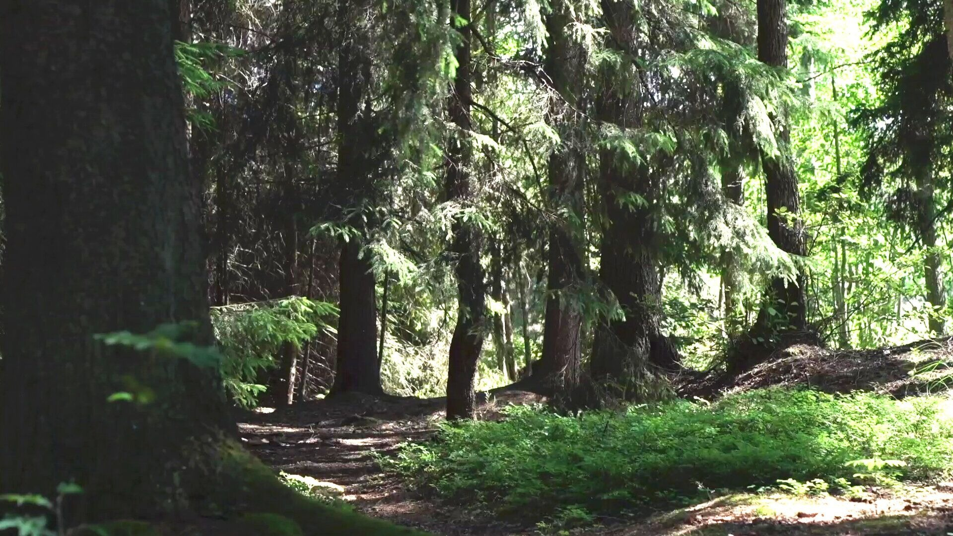 41. Skogen