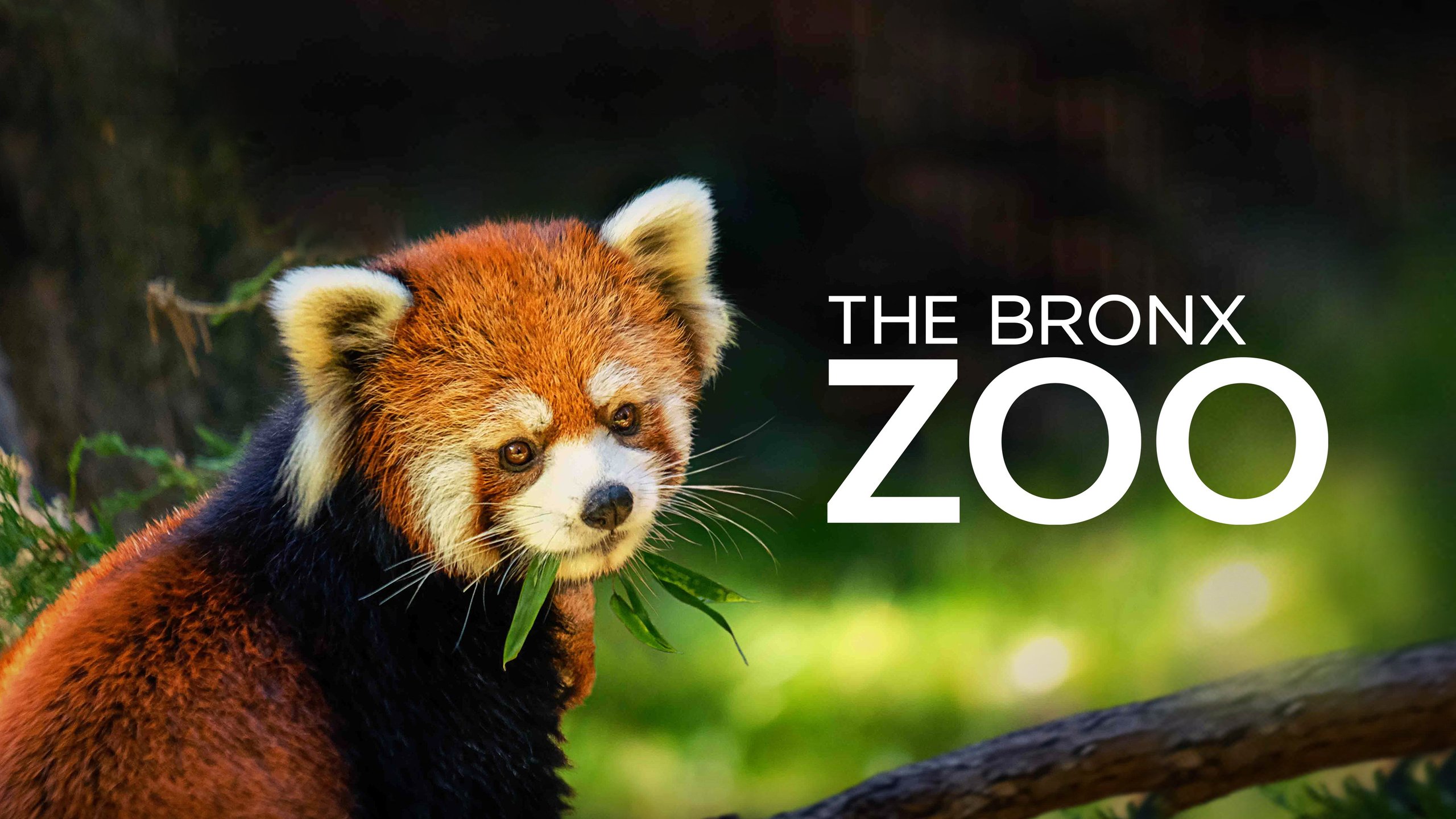 The Zoo