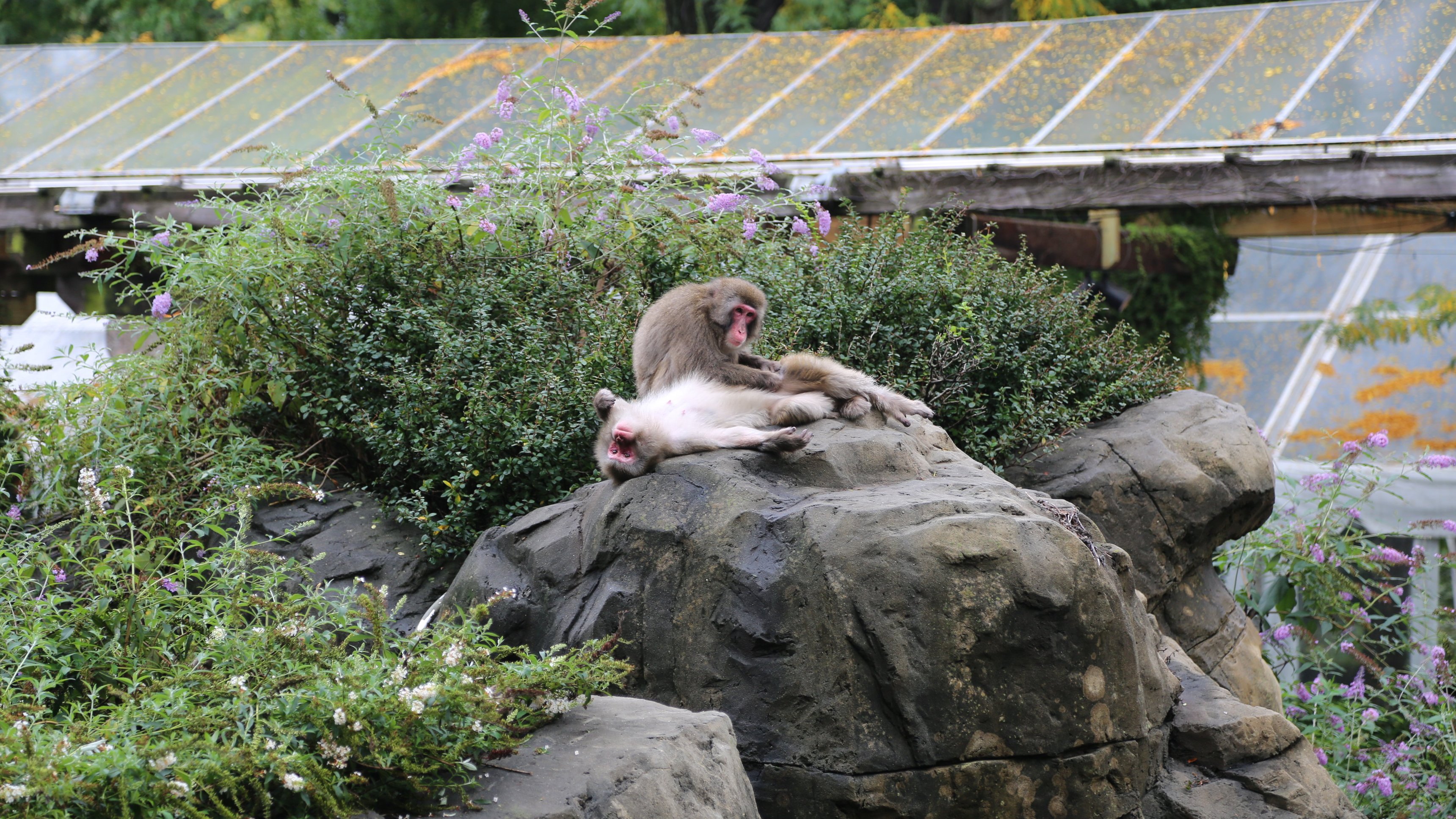 9. Snow Monkey Social
