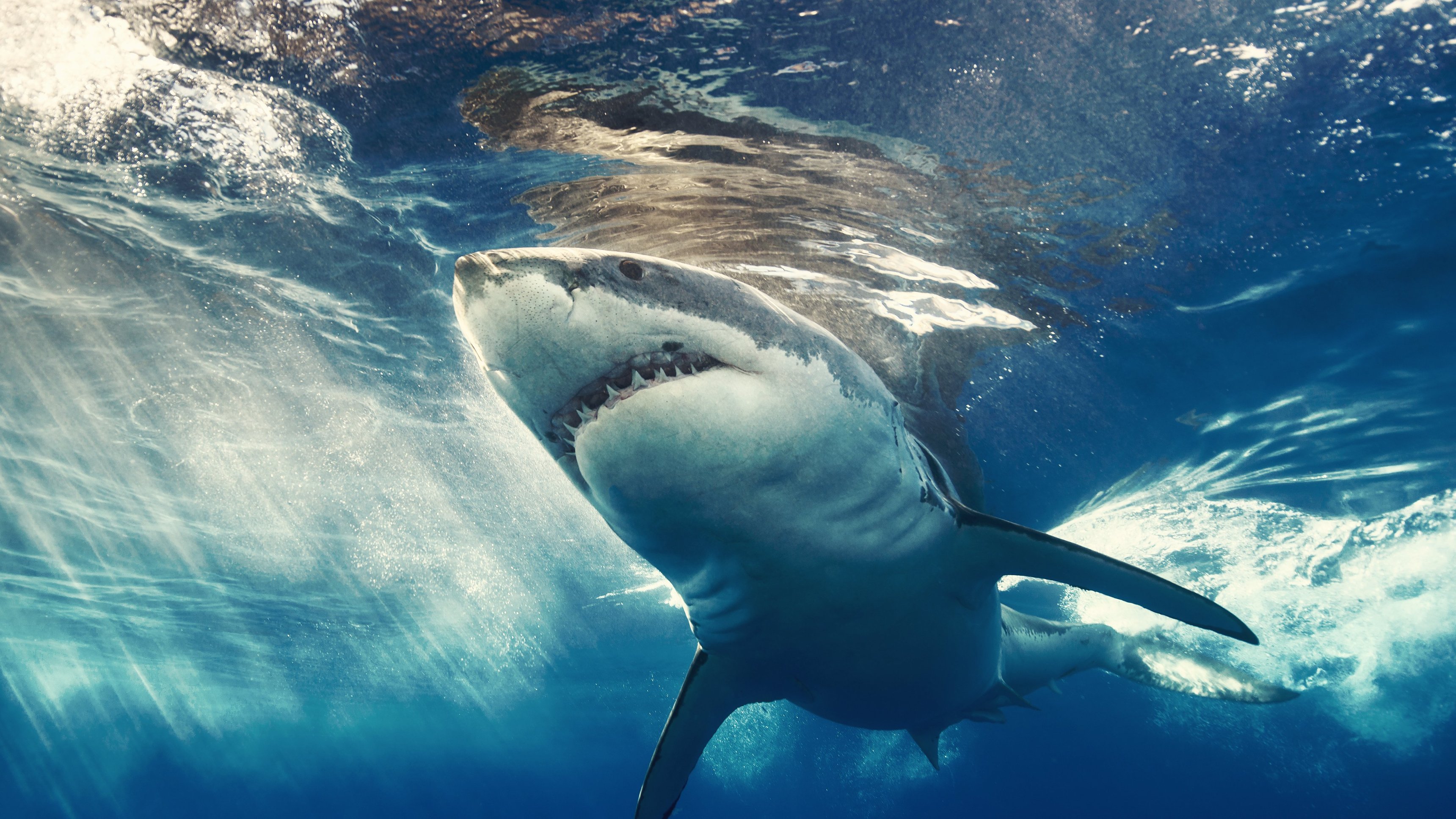 Laws Of Jaws: Dangerous Waters