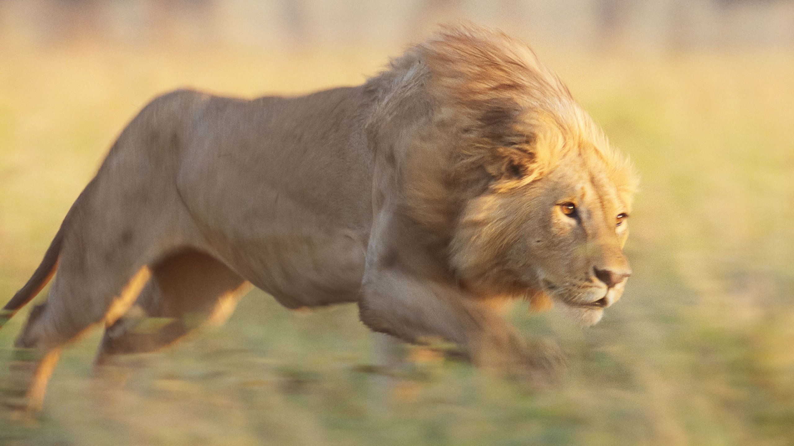 4. Chapter Four: To Be a King