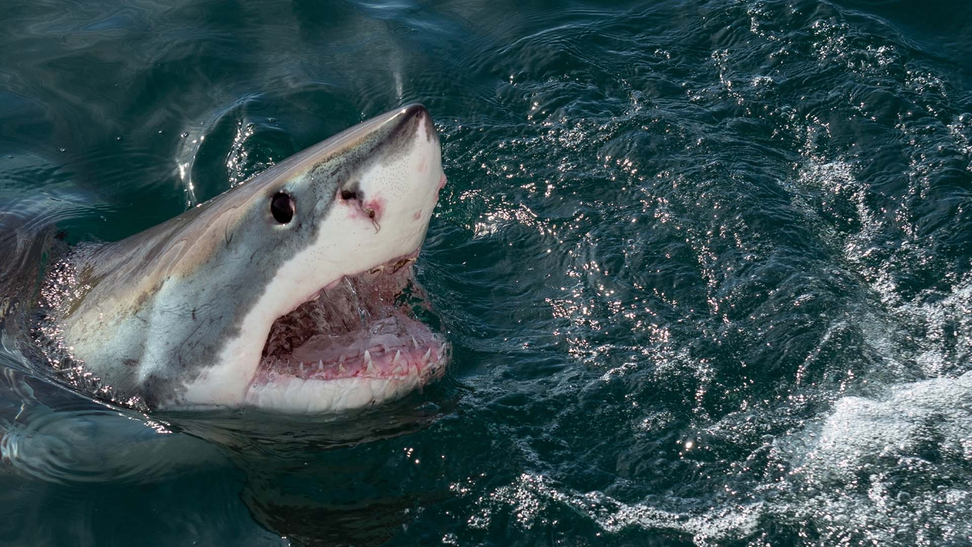 Sharktacular 2016